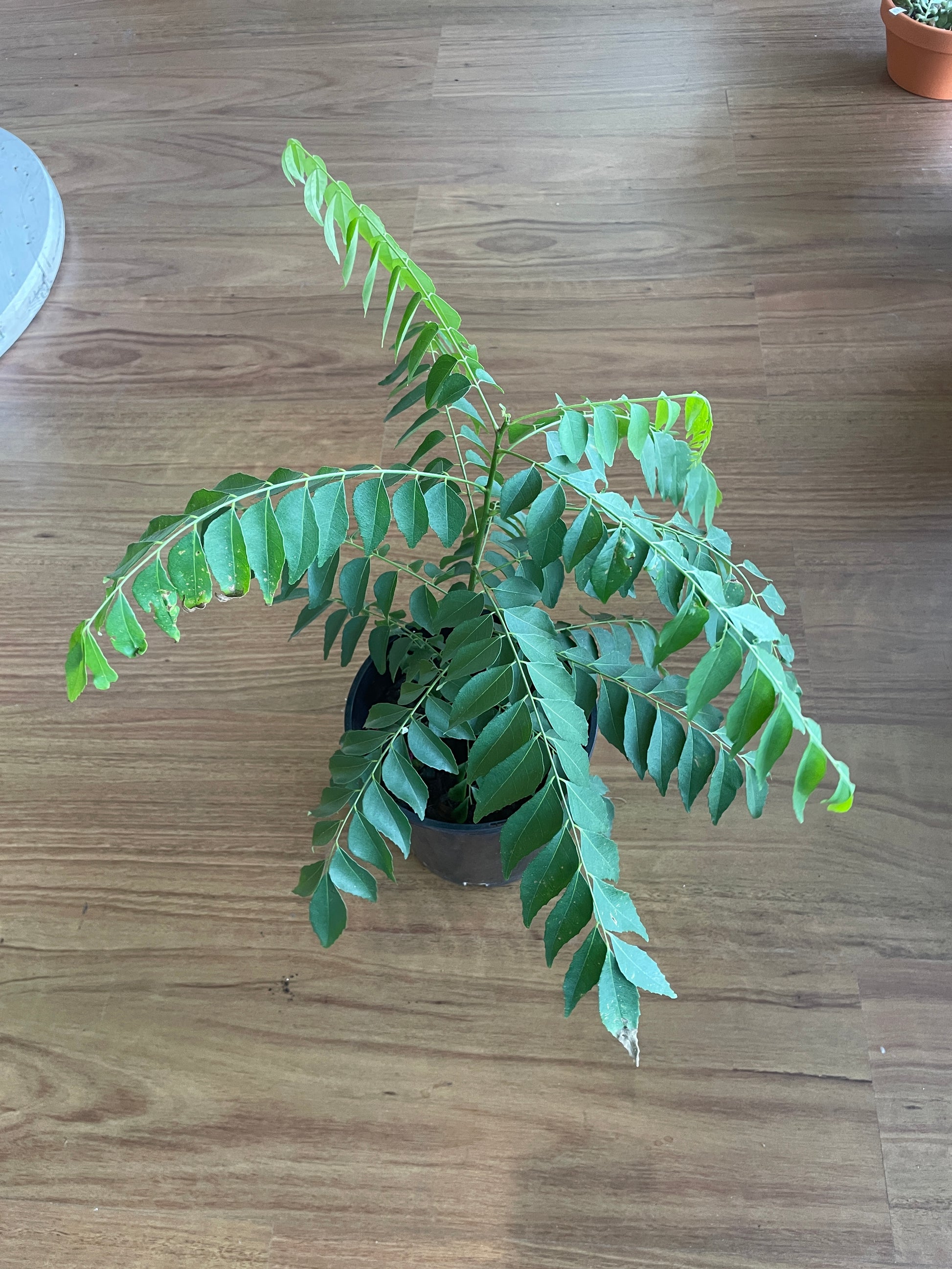 curry-leaf-plant-murraya-koenigii