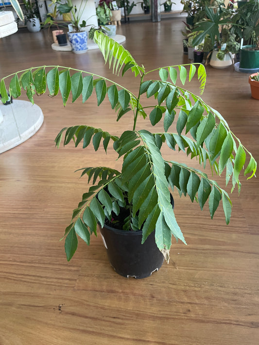 monstera-albo-non-tissue-cultured-cutting-a-1