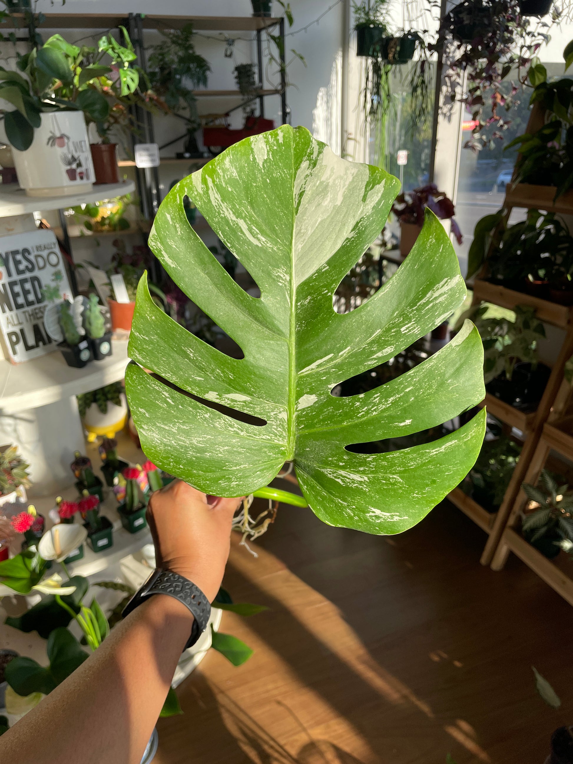 begonia-masoniana