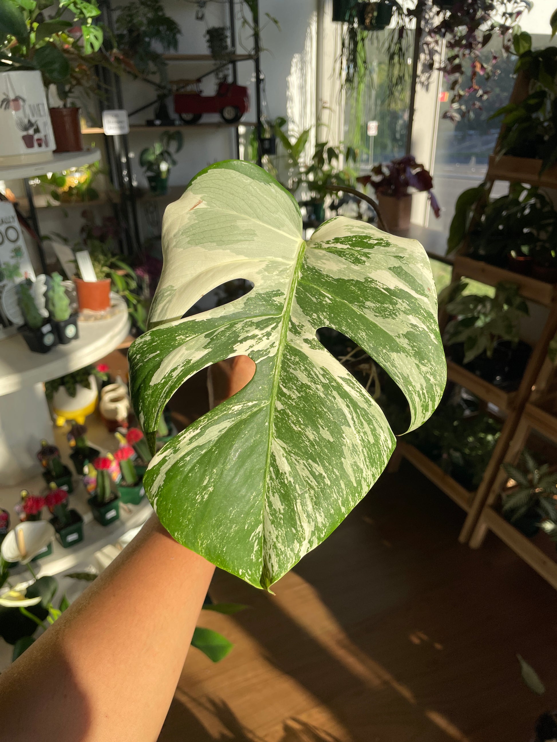 monstera-albo-non-tissue-cultured-cutting-e