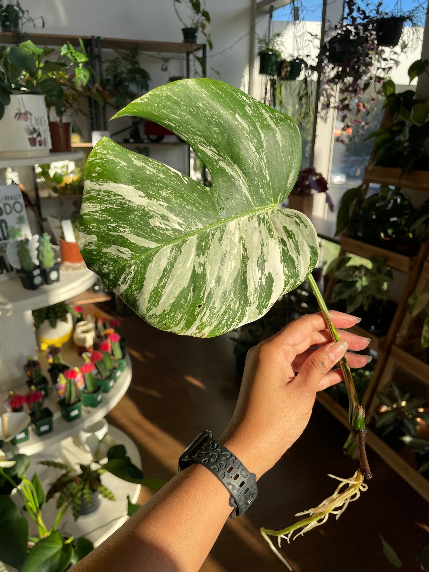 monstera-albo-non-tissue-cultured-cutting-c