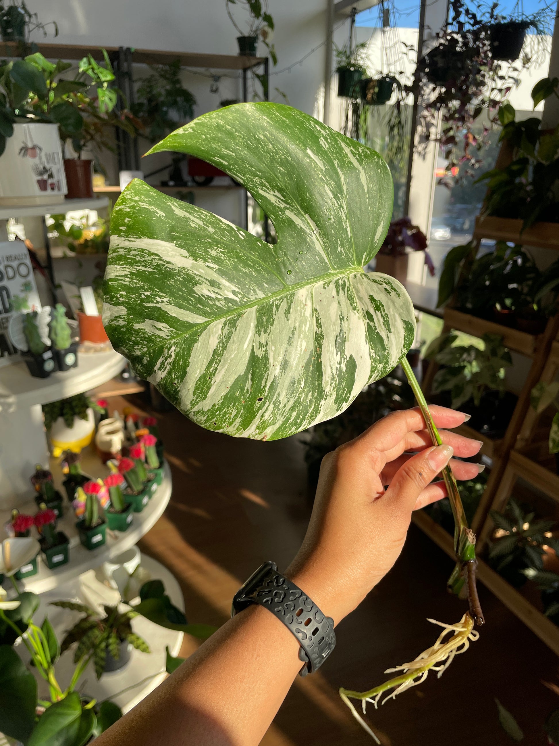 monstera-albo-non-tissue-cultured-cutting-c