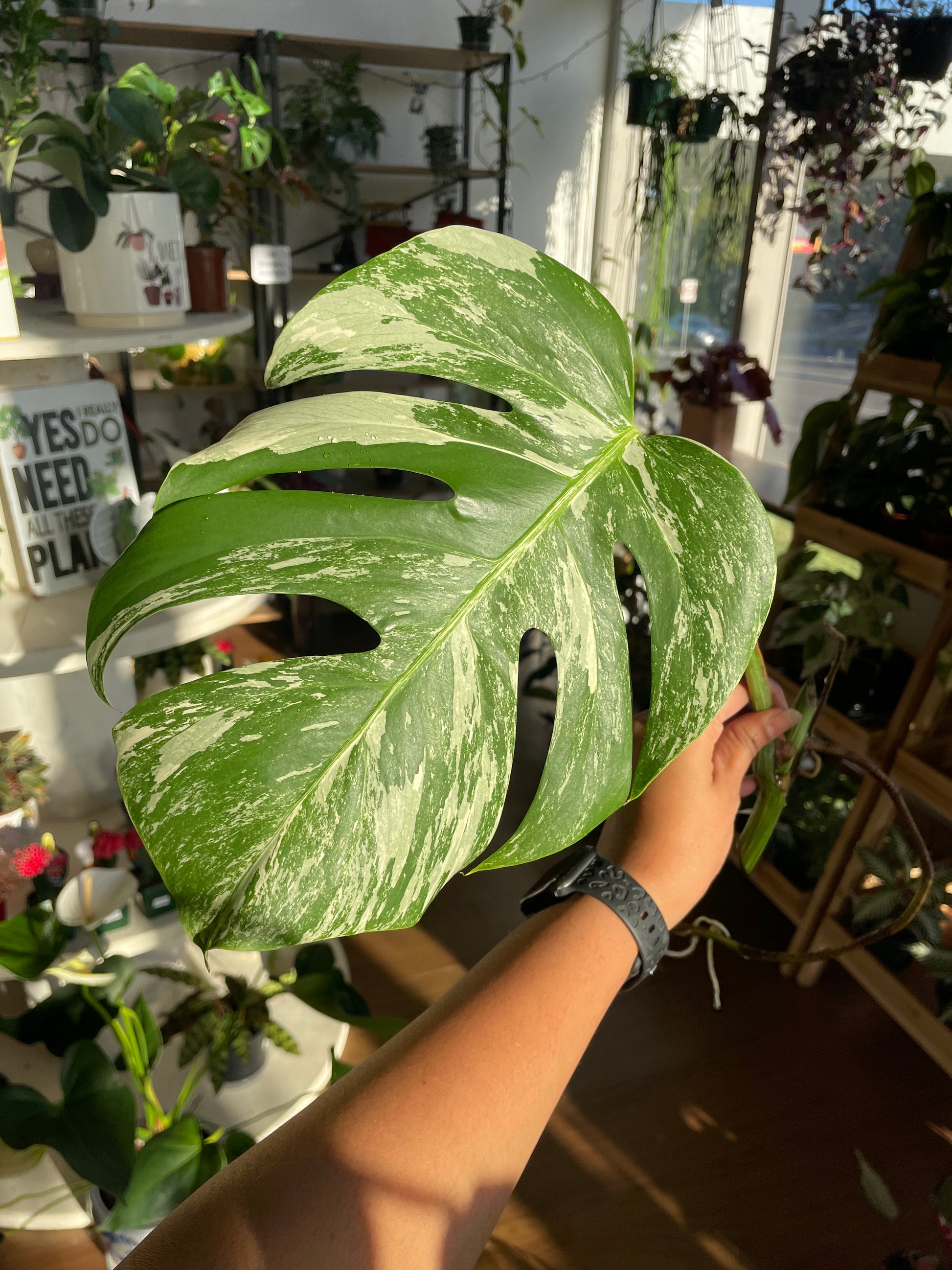 monstera-albo-non-tissue-cultured-cutting-b-1