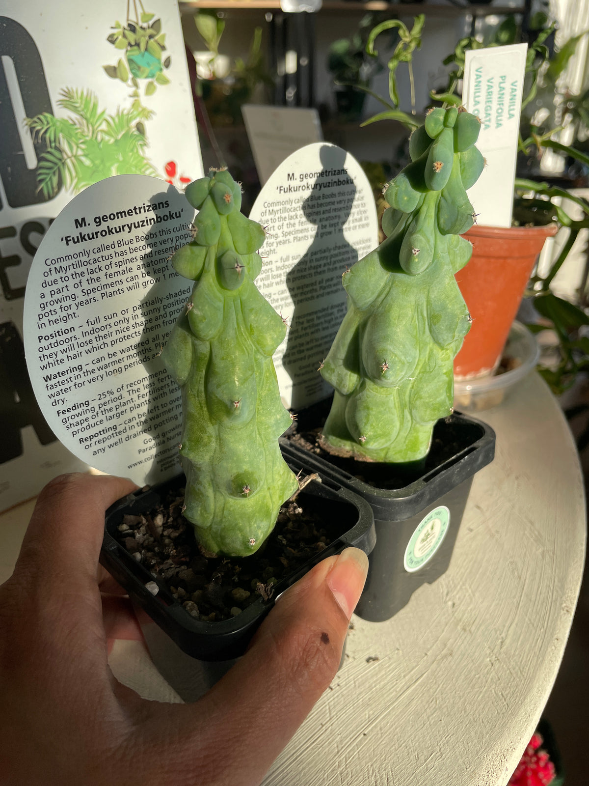 myrtillocactus-geometrizans-fukurokuryuzinboku-booby-cactus