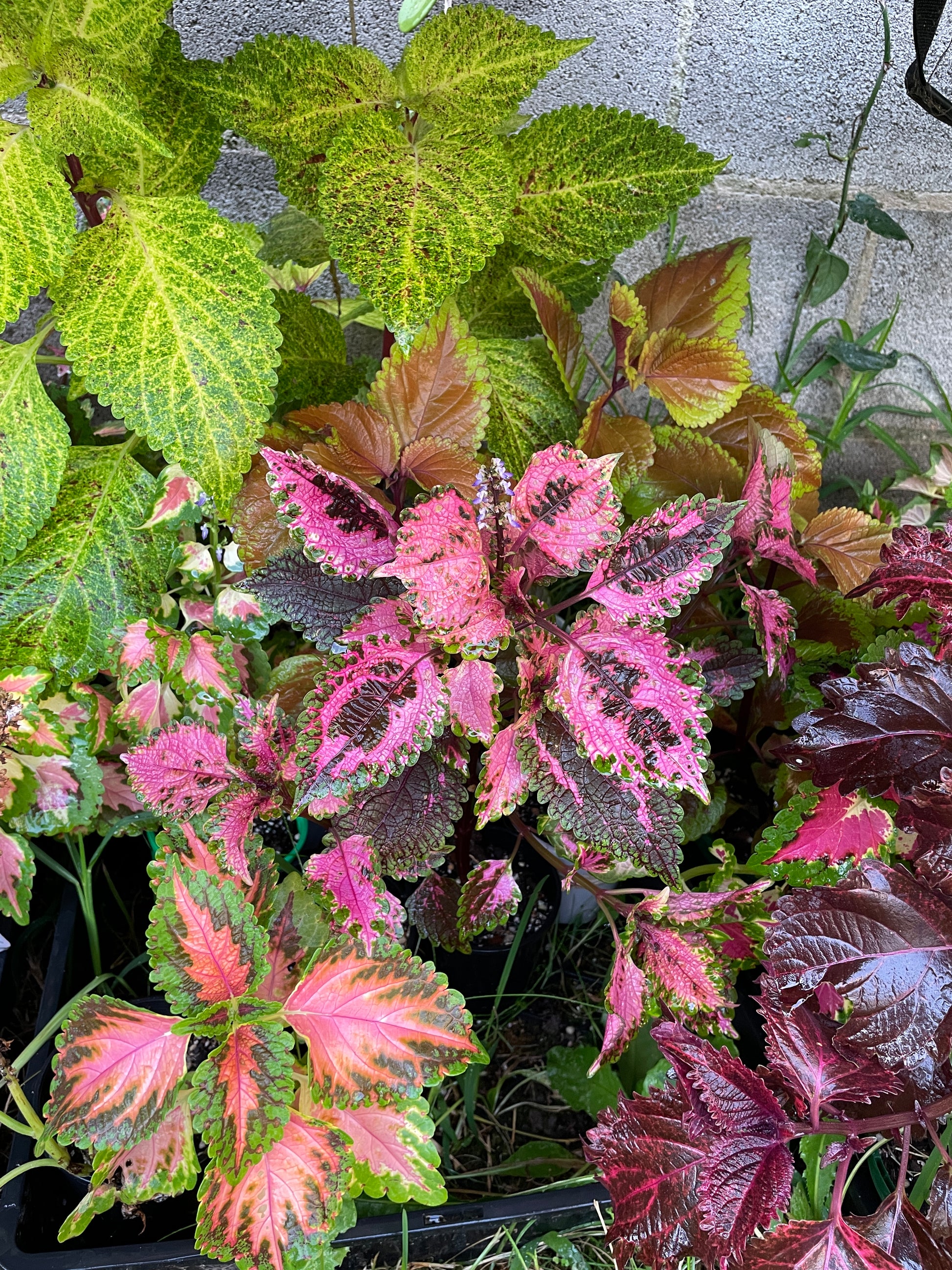 coleus-cuttings-5-different-types