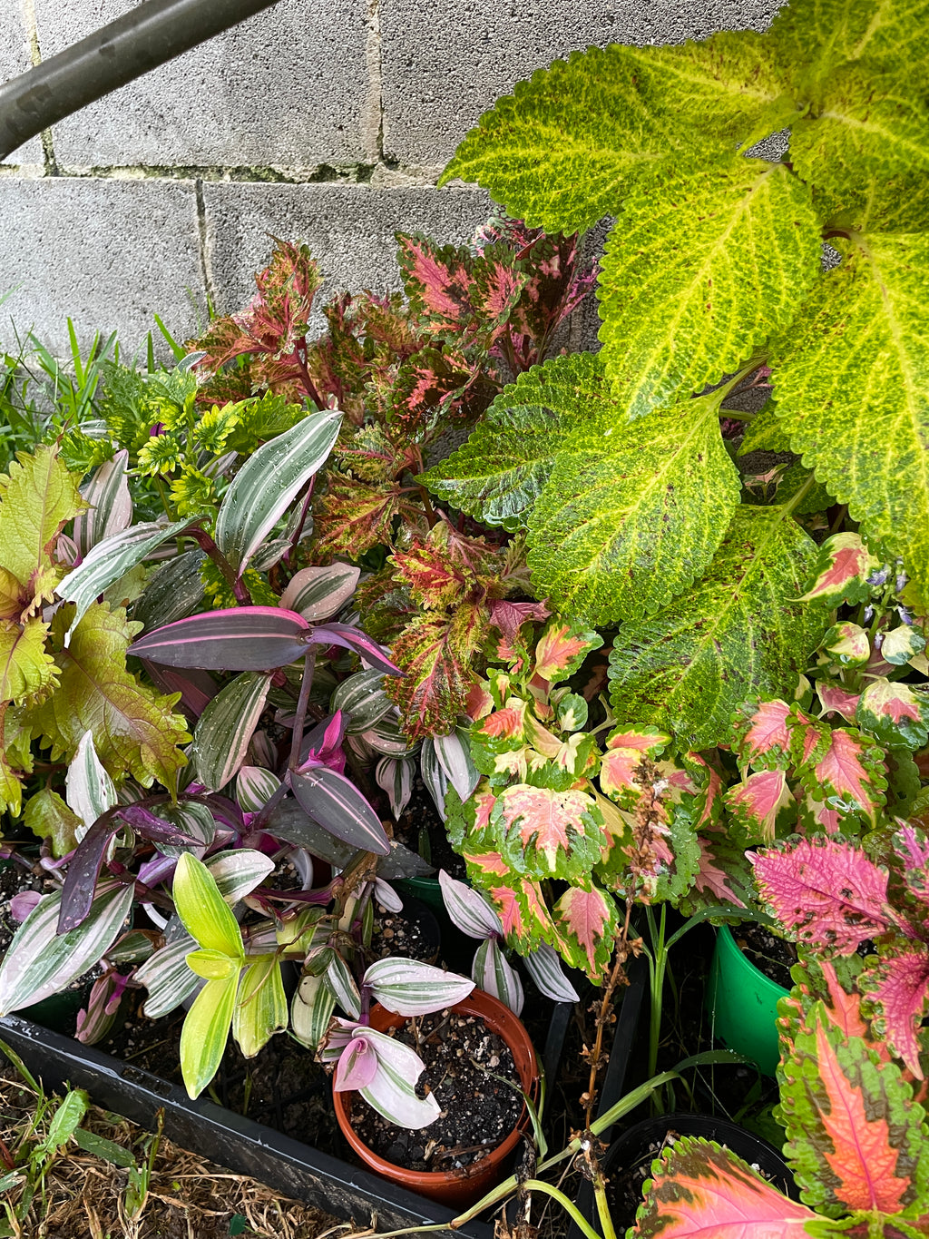 coleus-cuttings-5-different-types