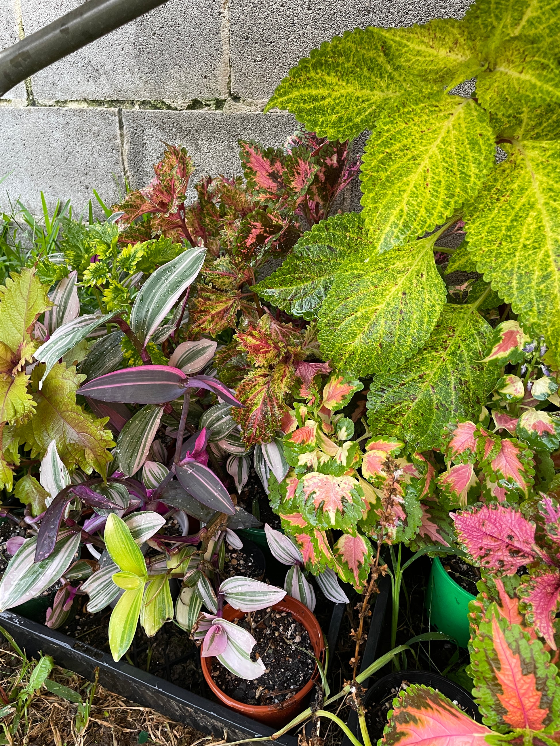coleus-cuttings-5-different-types