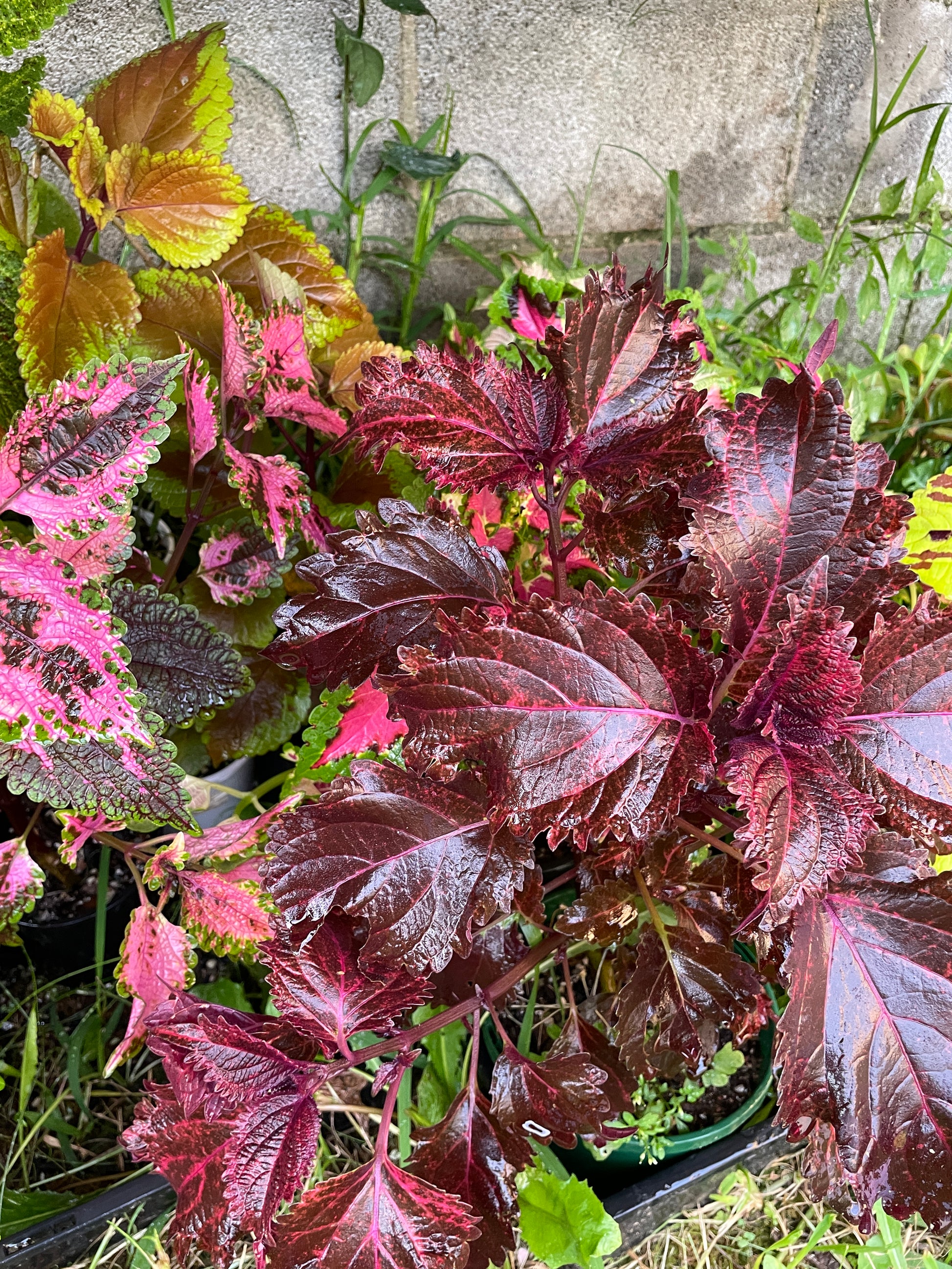coleus-cuttings-5-different-types