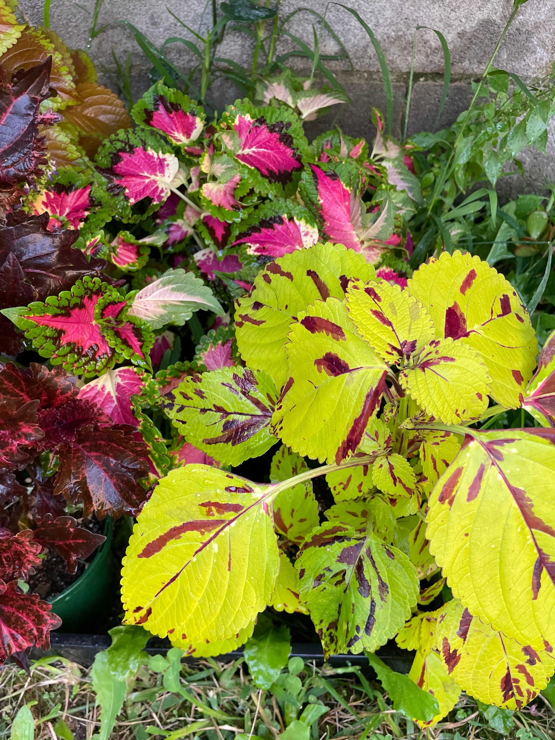 coleus-cuttings-5-different-types