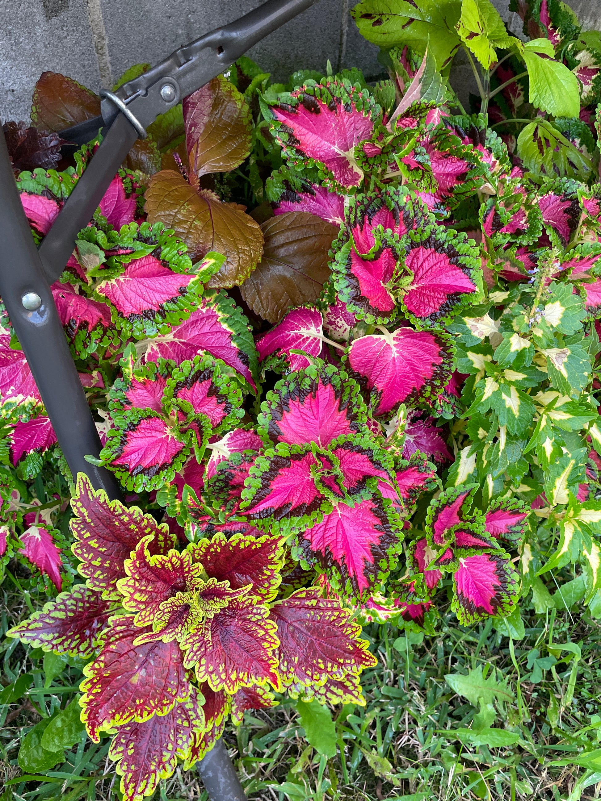 plastic-shovel-for-repotting
