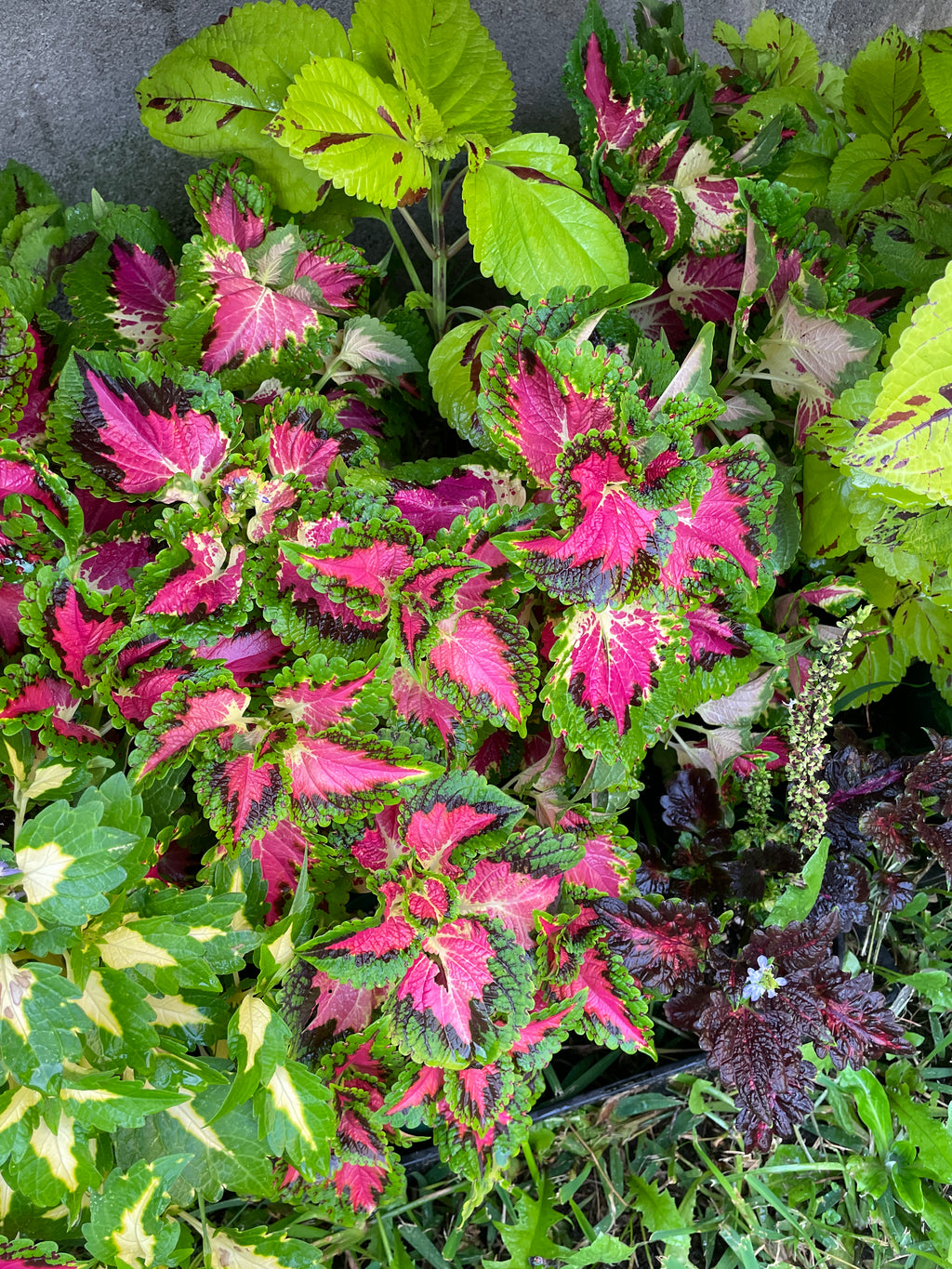 coleus-cuttings-5-different-types