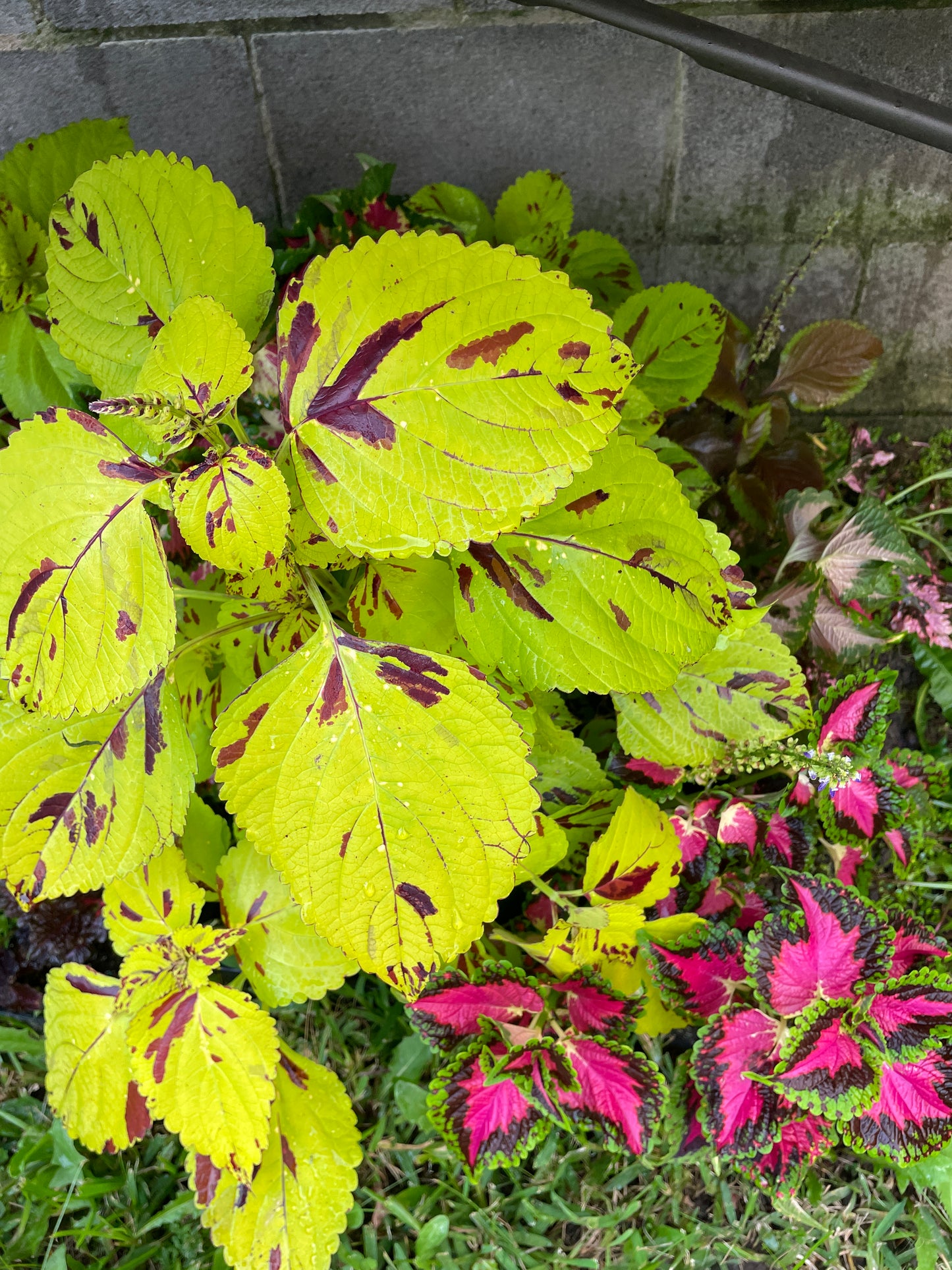 coleus-cuttings-5-different-types