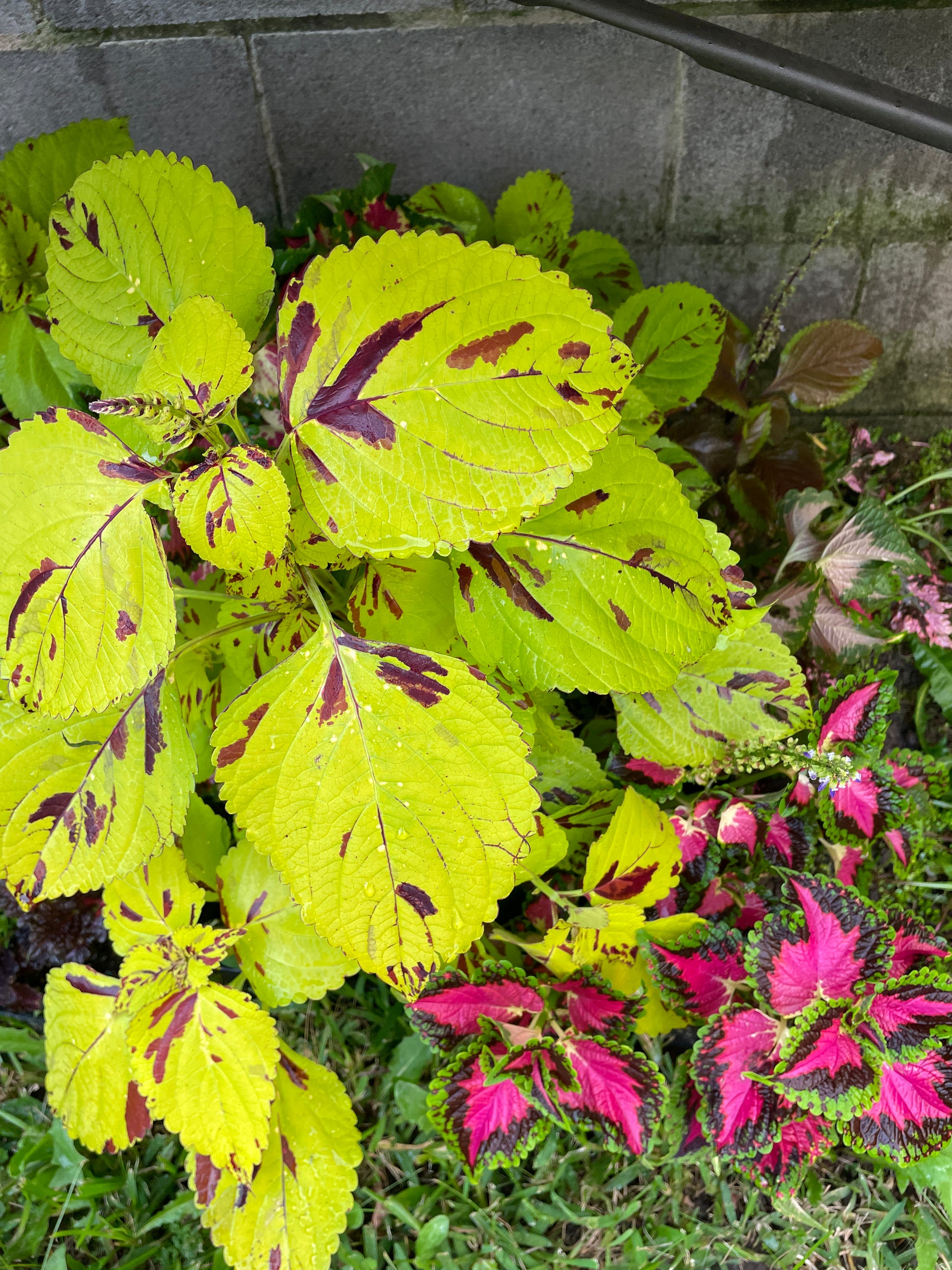 coleus-cuttings-5-different-types