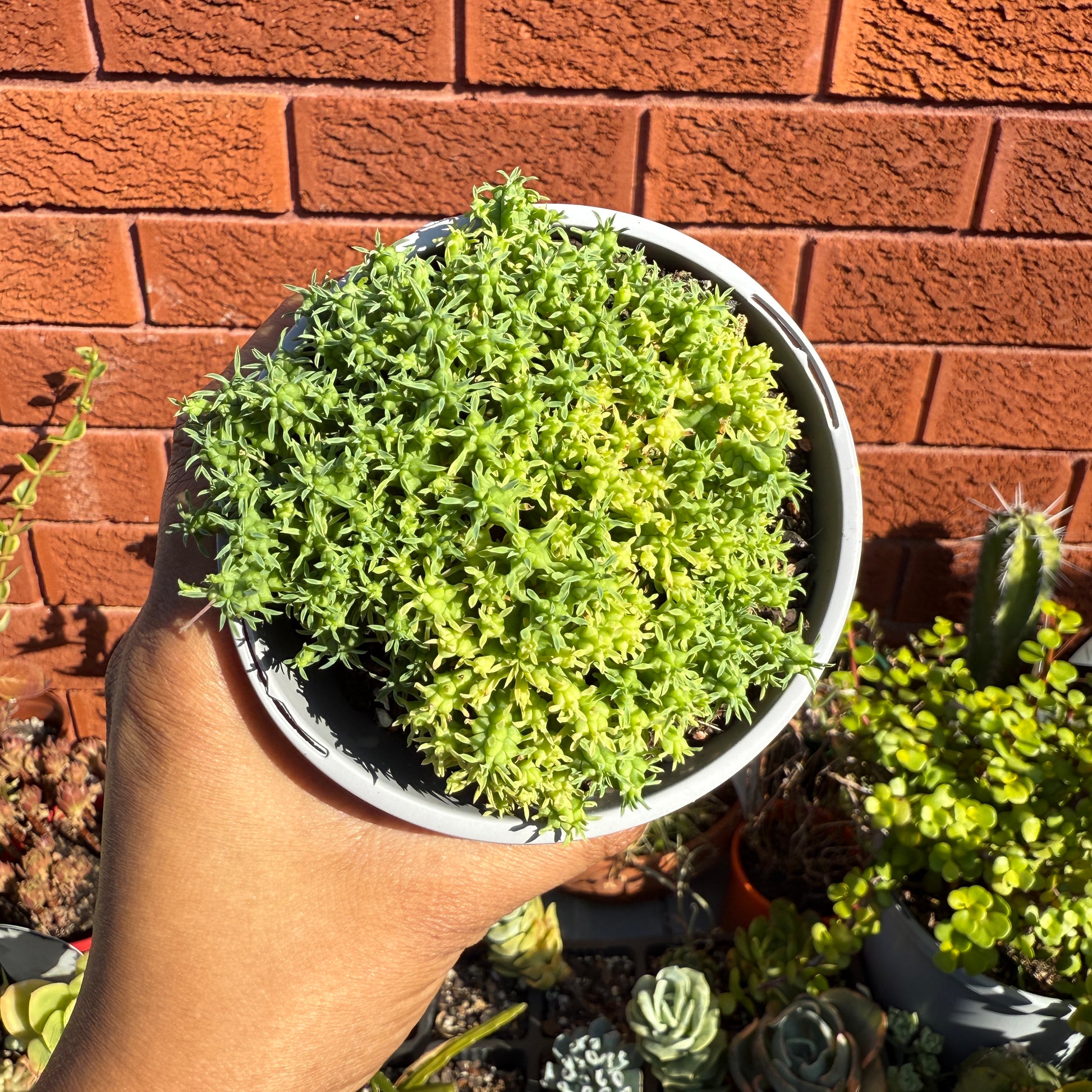Euphorbia submammillaria Pfersdorfii succulent with columnar spiny stems in a pot