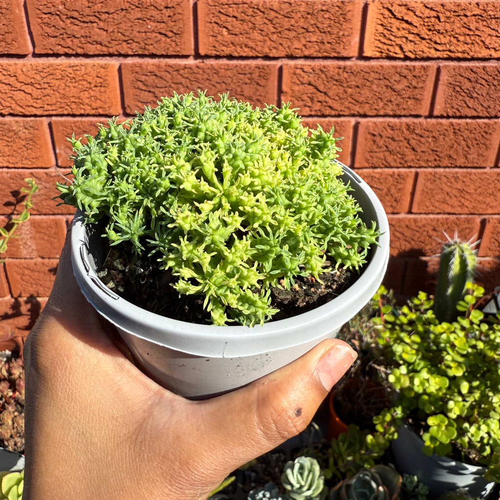 Euphorbia Submammillaria 'Pfersdorfii'