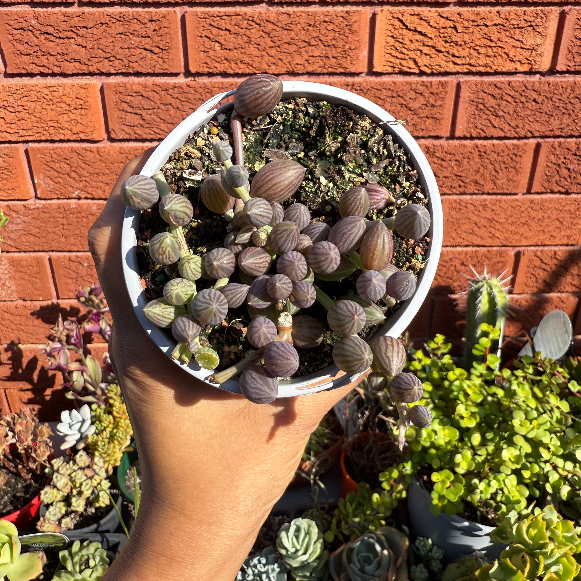 Senecio watermelon trailing succulent with round striped leaves in a hanging pot
