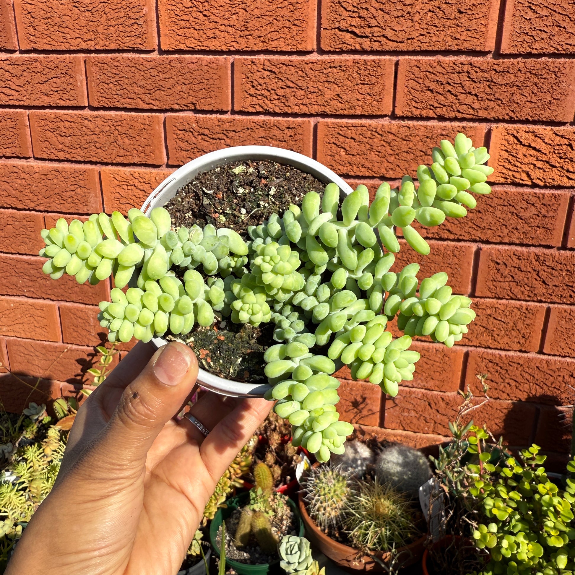 Sedum Donkey’s Burrito trailing succulent with plump green leaves in a hanging pot