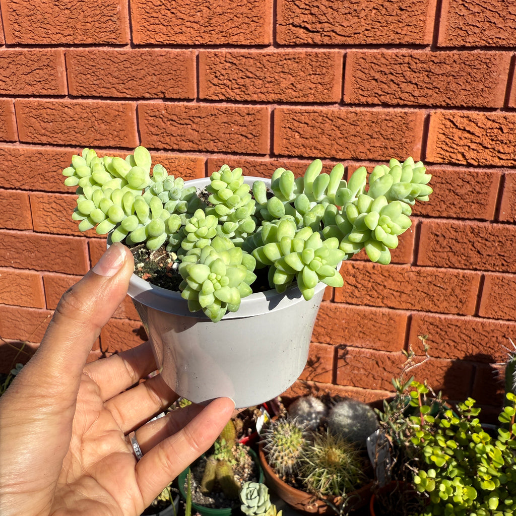 Sedum Morganianum ‘Donkey’s Burrito’