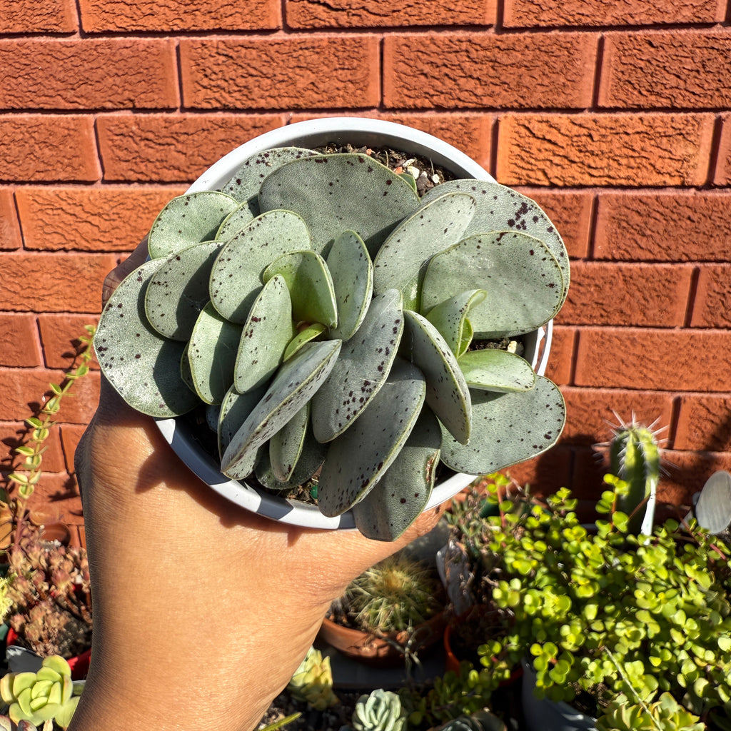 Adromischus leucophyllus silver succulent with thick oval silver-green leaves in a pot