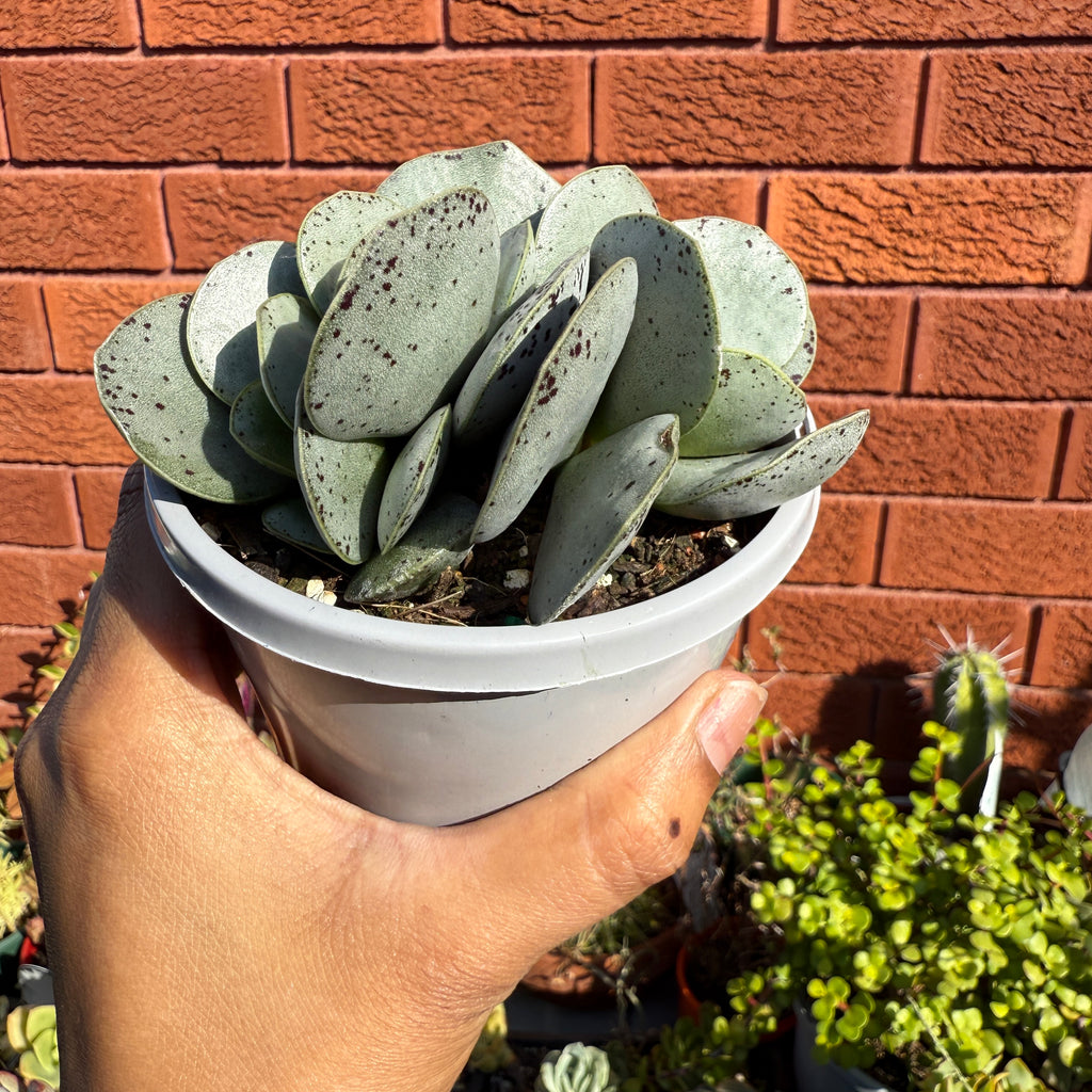 Adromischus Leucophyllus ‘Silver’