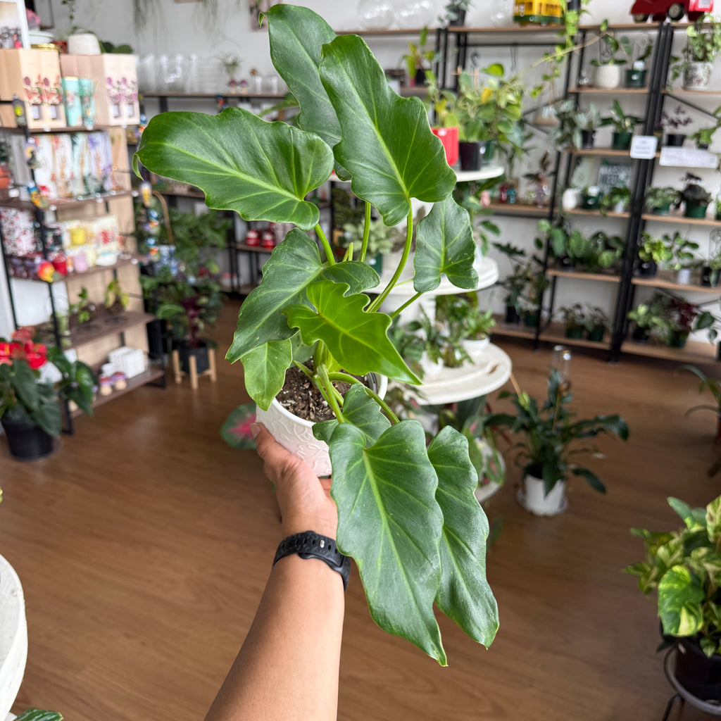 Philodendron Xanadu indoor plant with glossy deep green lobed leaves in a pot