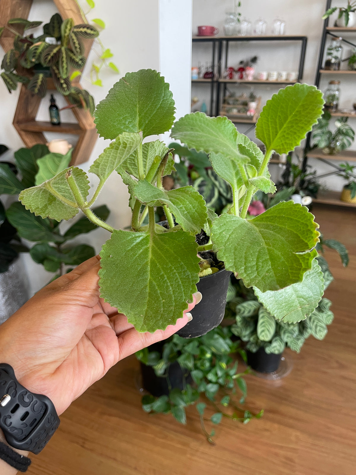ajwain-trachyspermum-ammi-plant