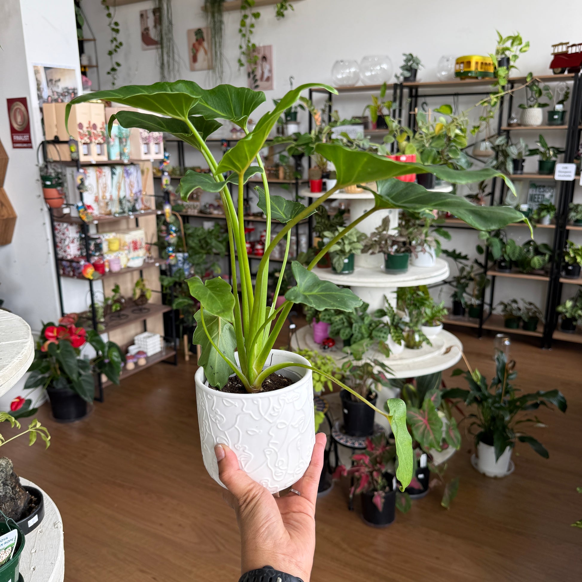 buy philodendron xanadu sydney Philodendron Xanadu | Indoor Philodendron
