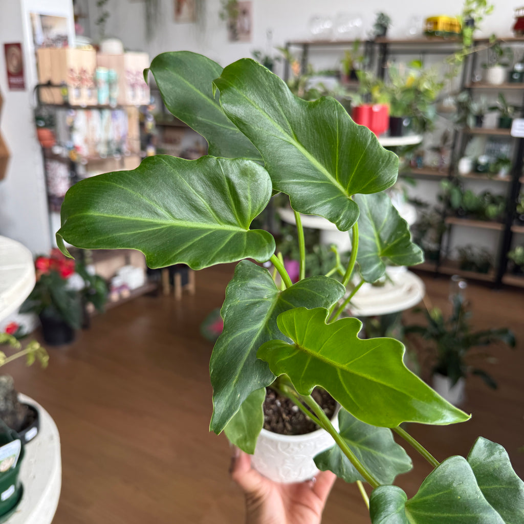 Philodendron Xanadu
