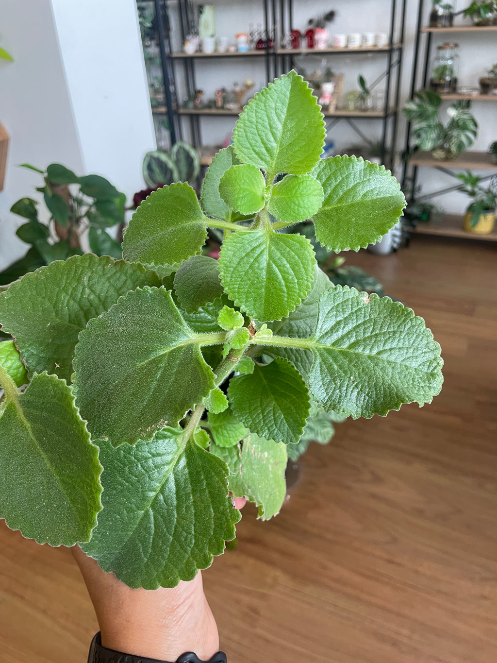 ajwain-trachyspermum-ammi-plant