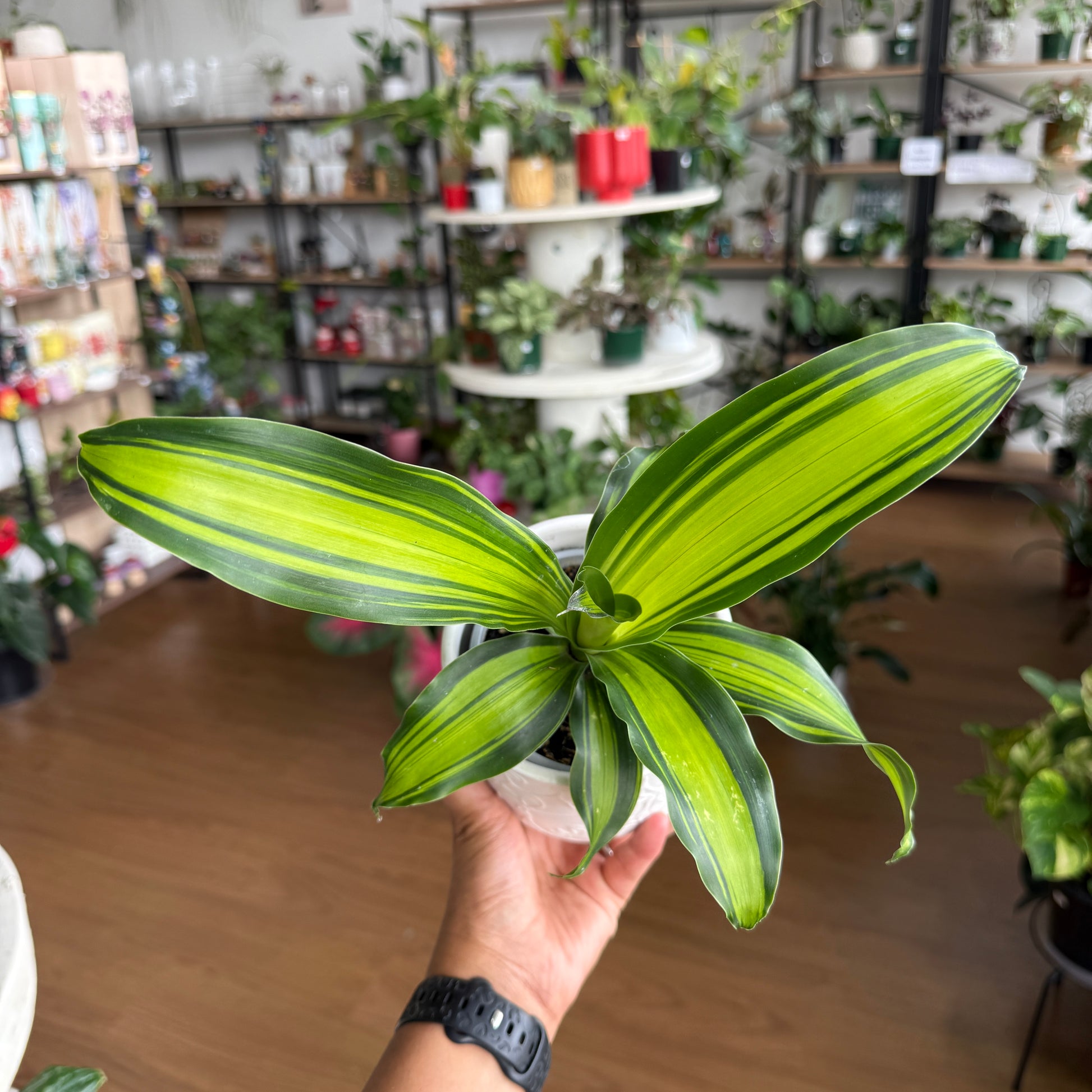 dracaena fragrans variegata Dracaena Fragrans | Corn Plant Indoor