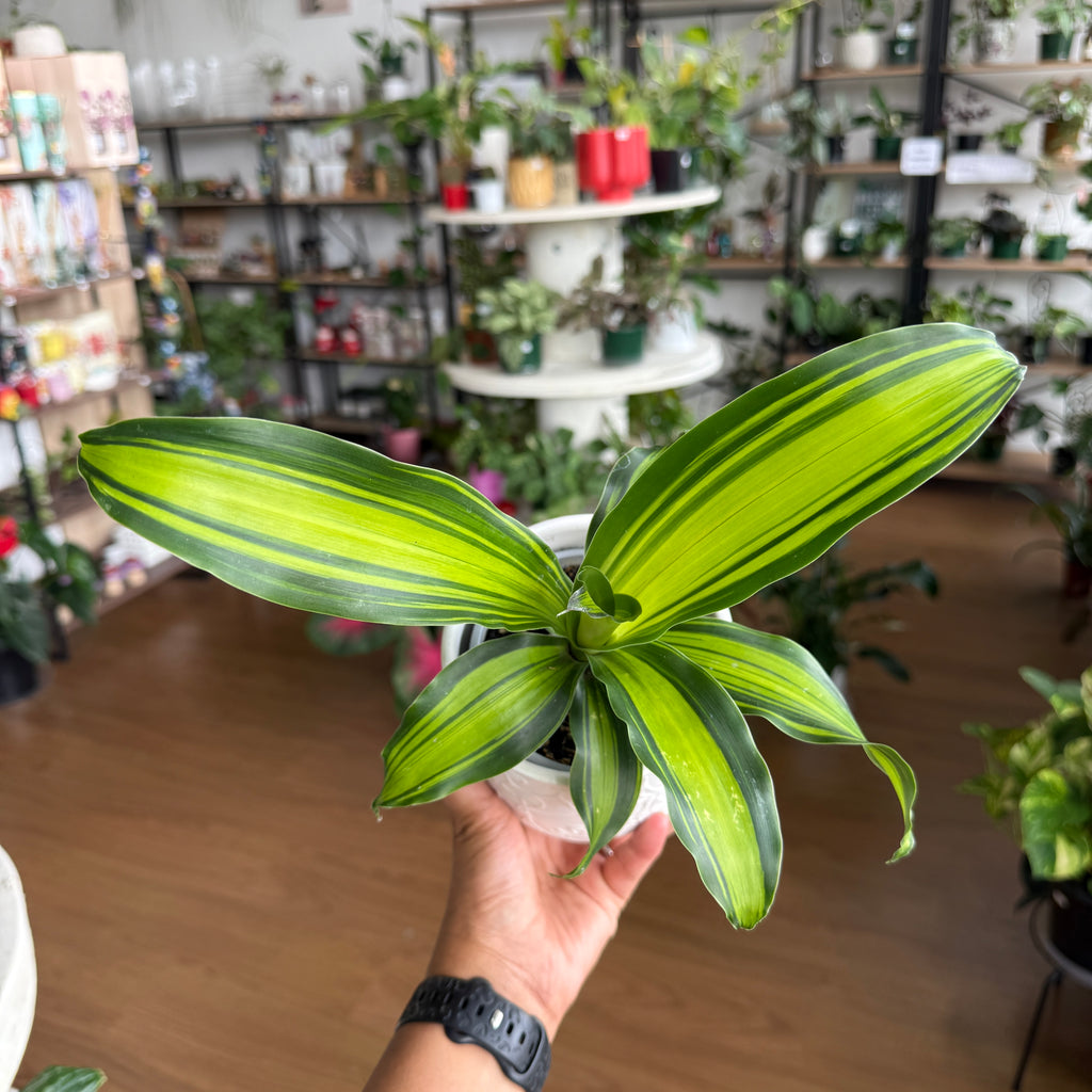 Dracaena 'Fragrans'