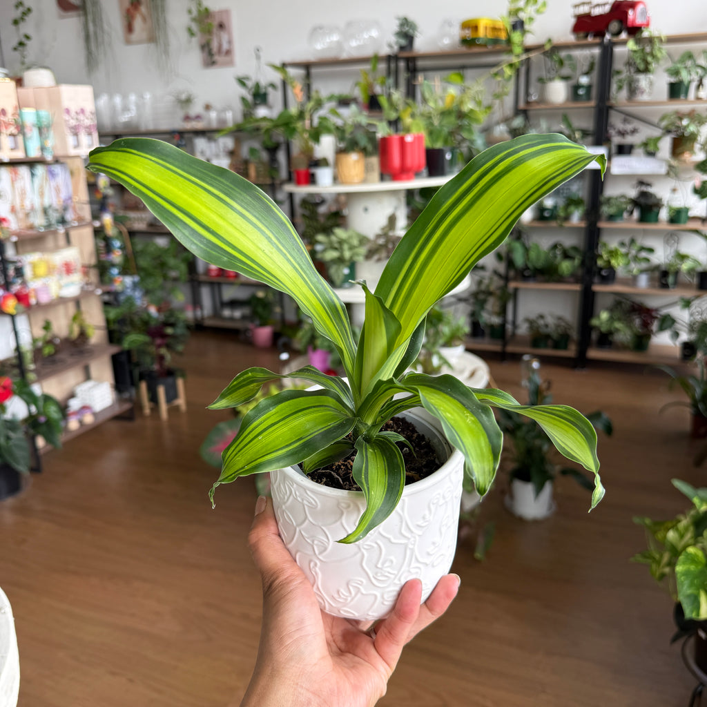 Dracaena Fragrans indoor plant with long glossy green leaves in a pot
