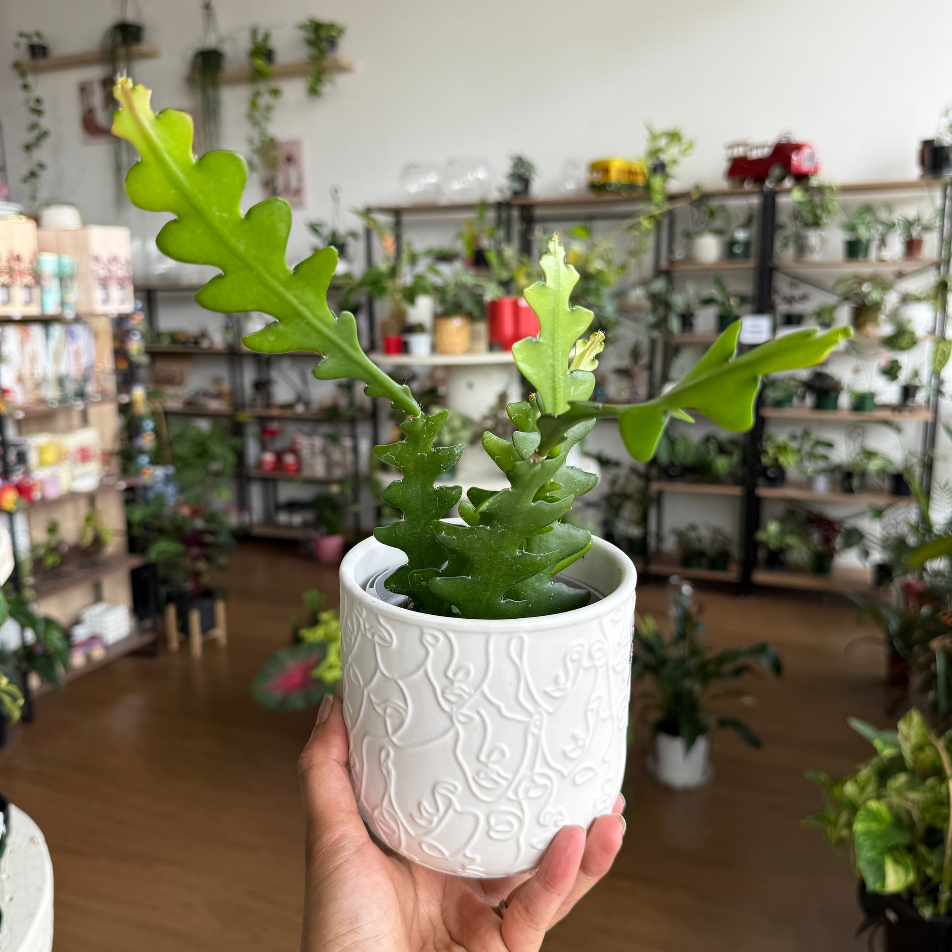 Epiphyllum 'Zig Zag' Fishbone Cactus