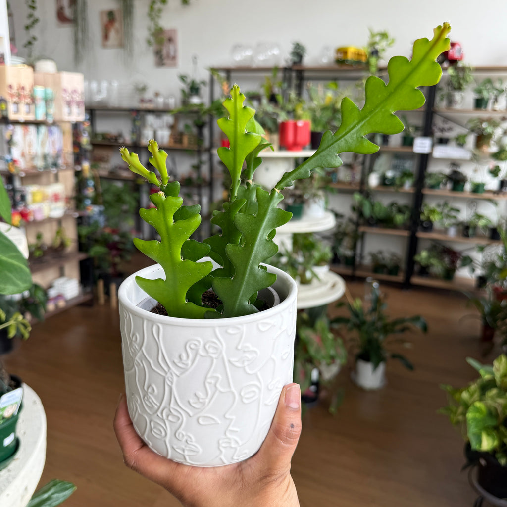 Epiphyllum 'Zig Zag' Fishbone Cactus