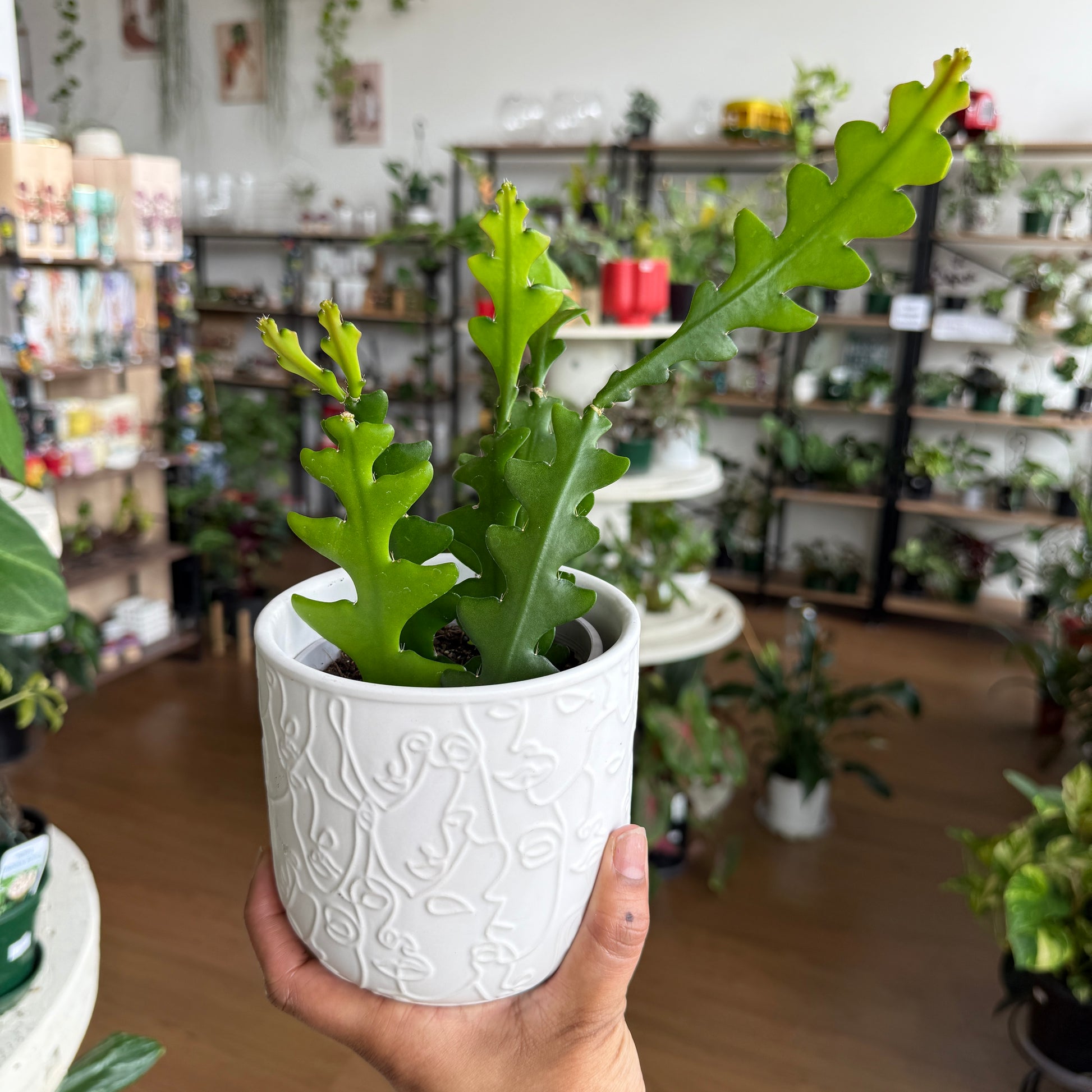 Epiphyllum 'Zig Zag' Fishbone Cactus