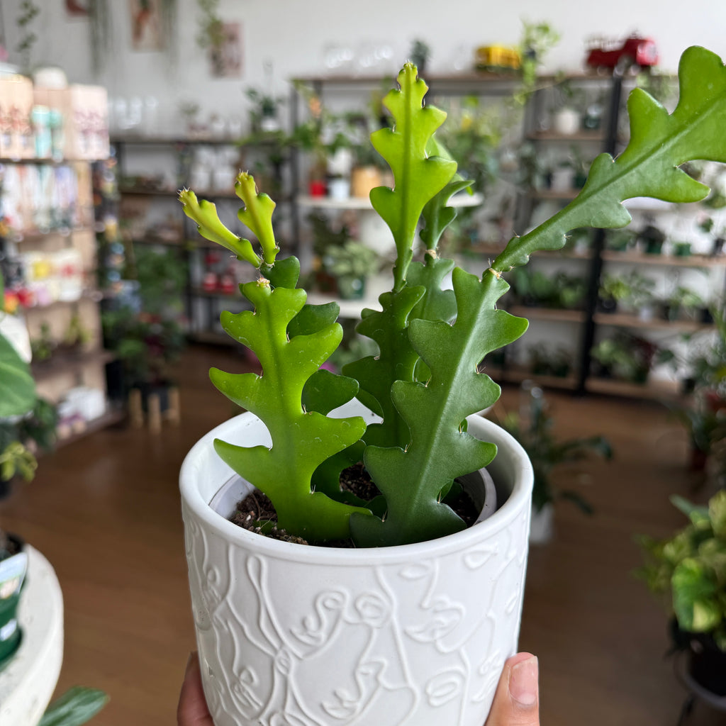 Epiphyllum Zig Zag indoor plant with trailing zig-zag segmented stems in a pot