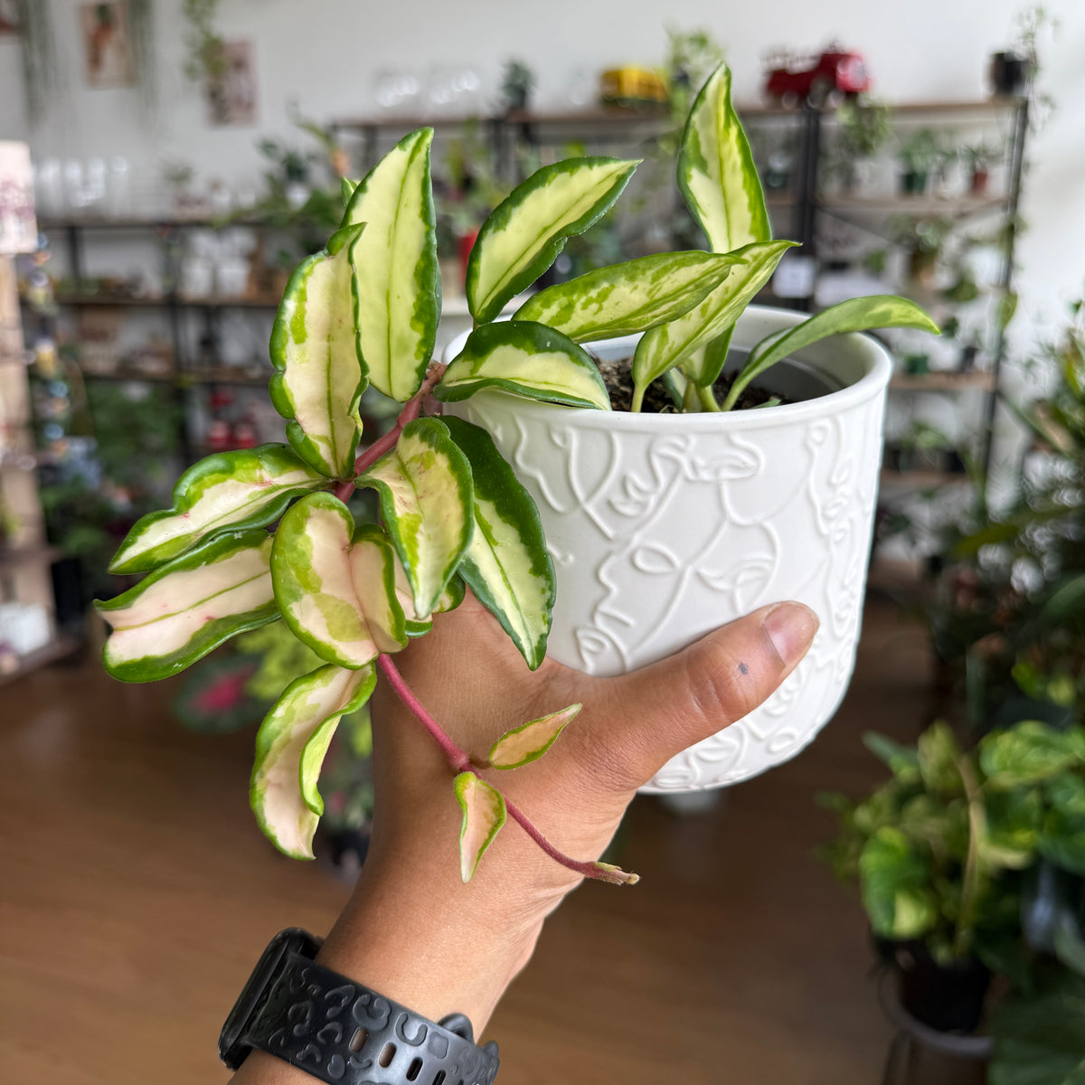 Hoya 'Krimson Princess'