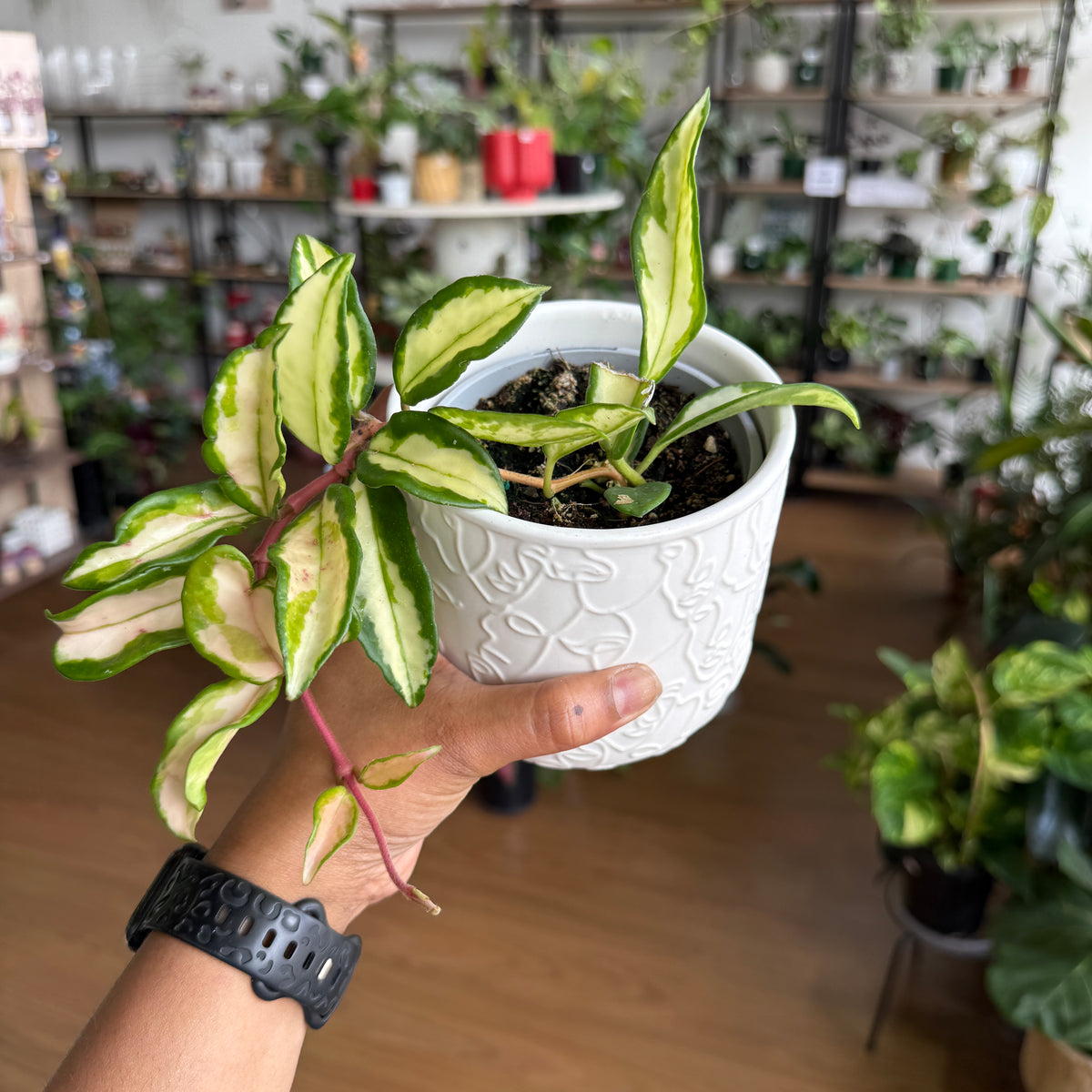 Hoya Krimson Princess indoor trailing plant with dark green, white, and pink variegated waxy leaves in a pot
