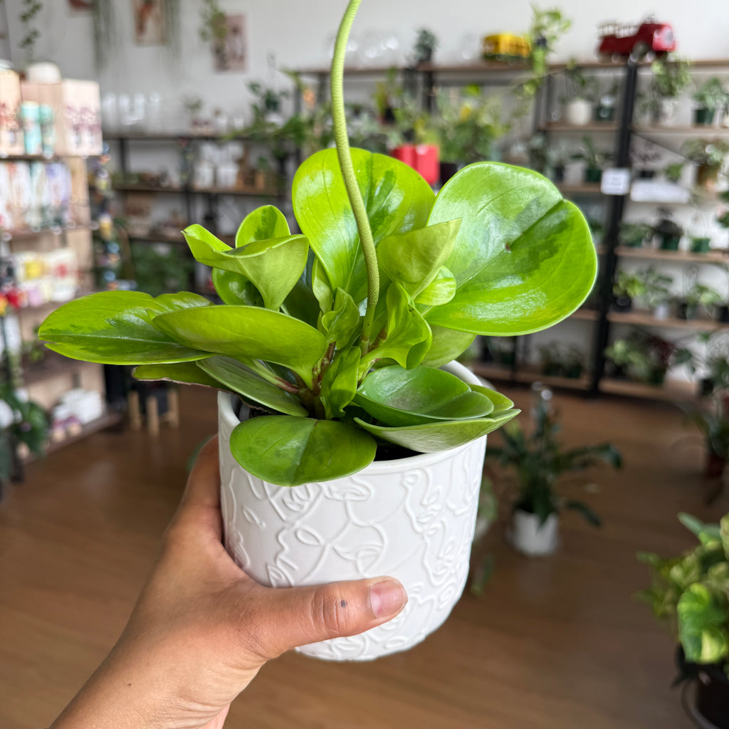 Peperomia Obtusifolia ‘Lemon Lime’