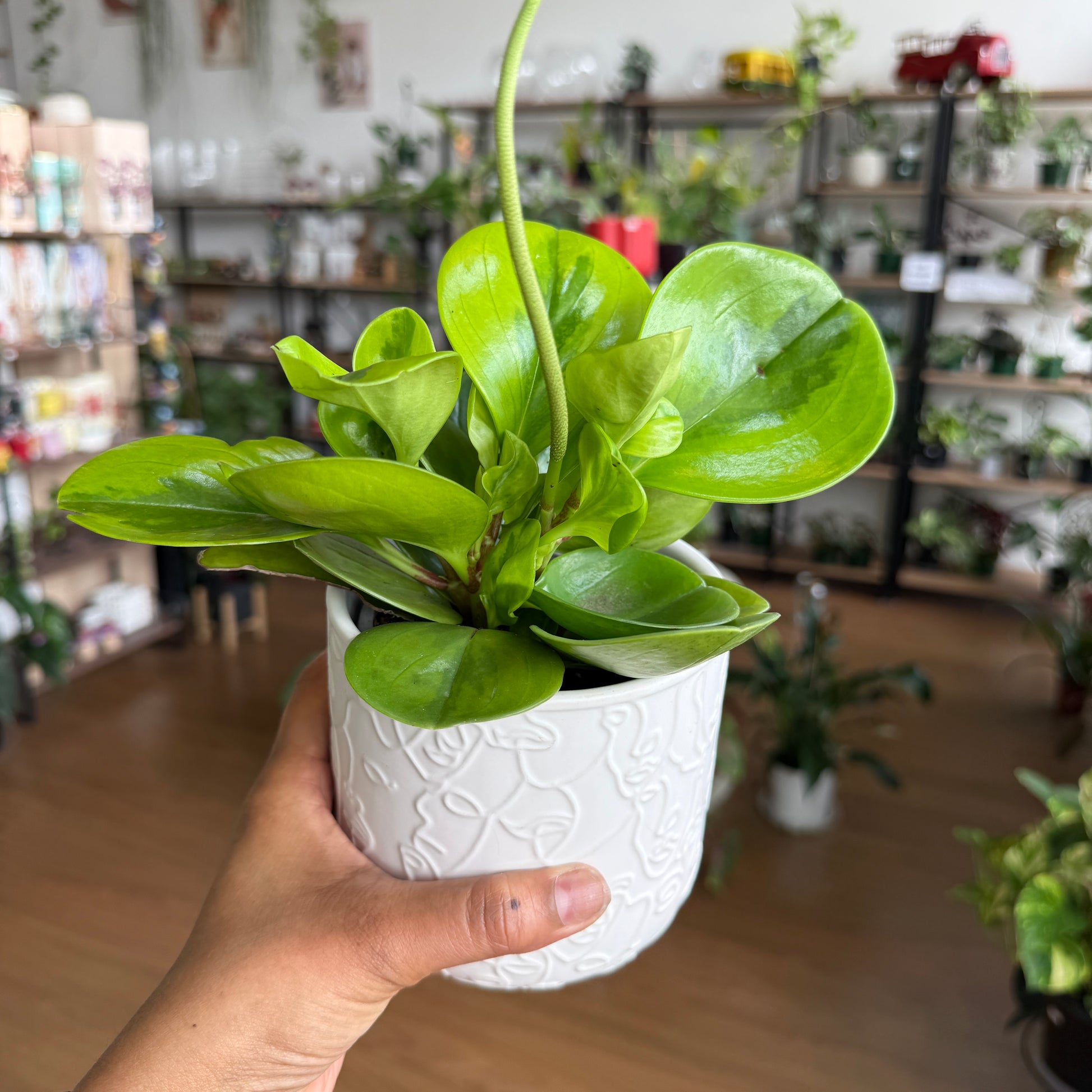 Peperomia Obtusifolia ‘Lemon Lime’