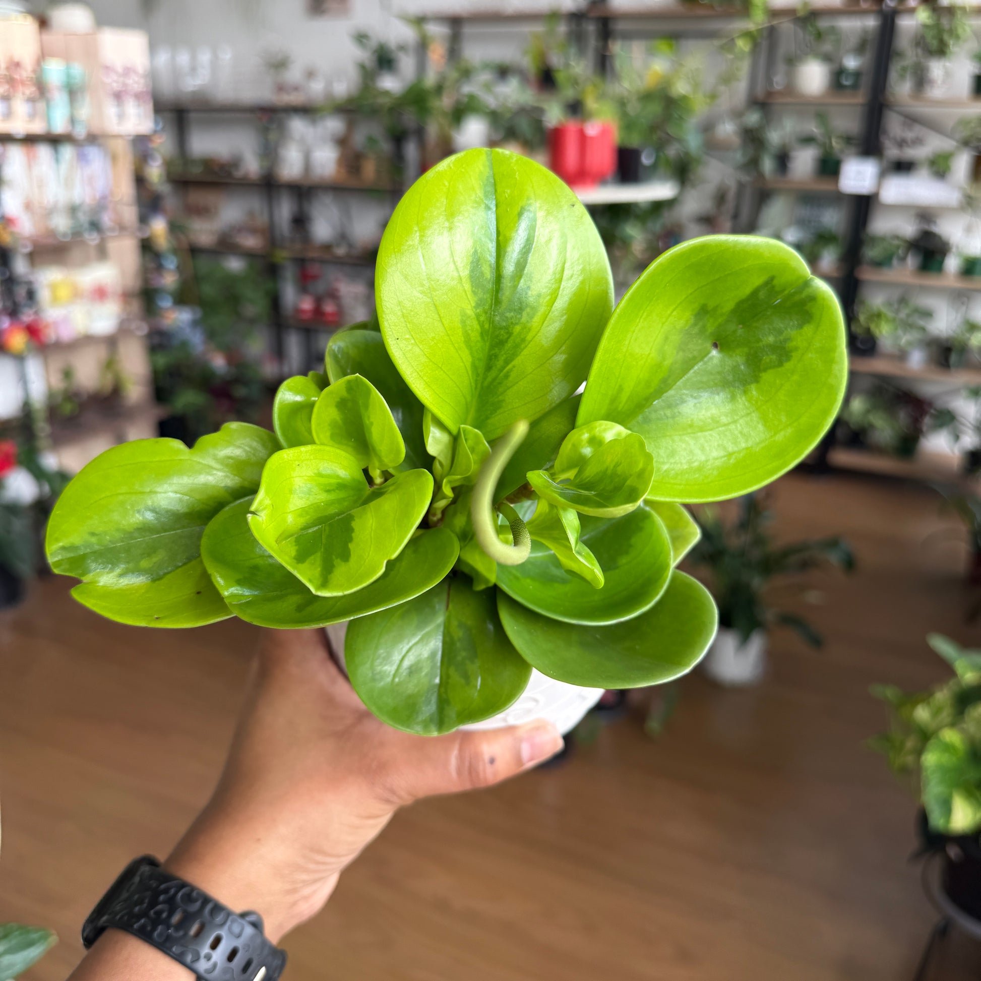 Peperomia Obtusifolia ‘Lemon Lime’