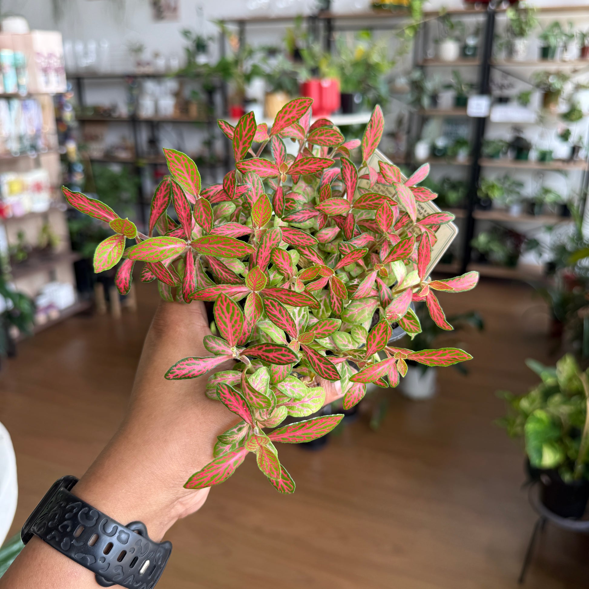 Fittonia nerve plant with green leaves and colourful pink or white veins in a pot