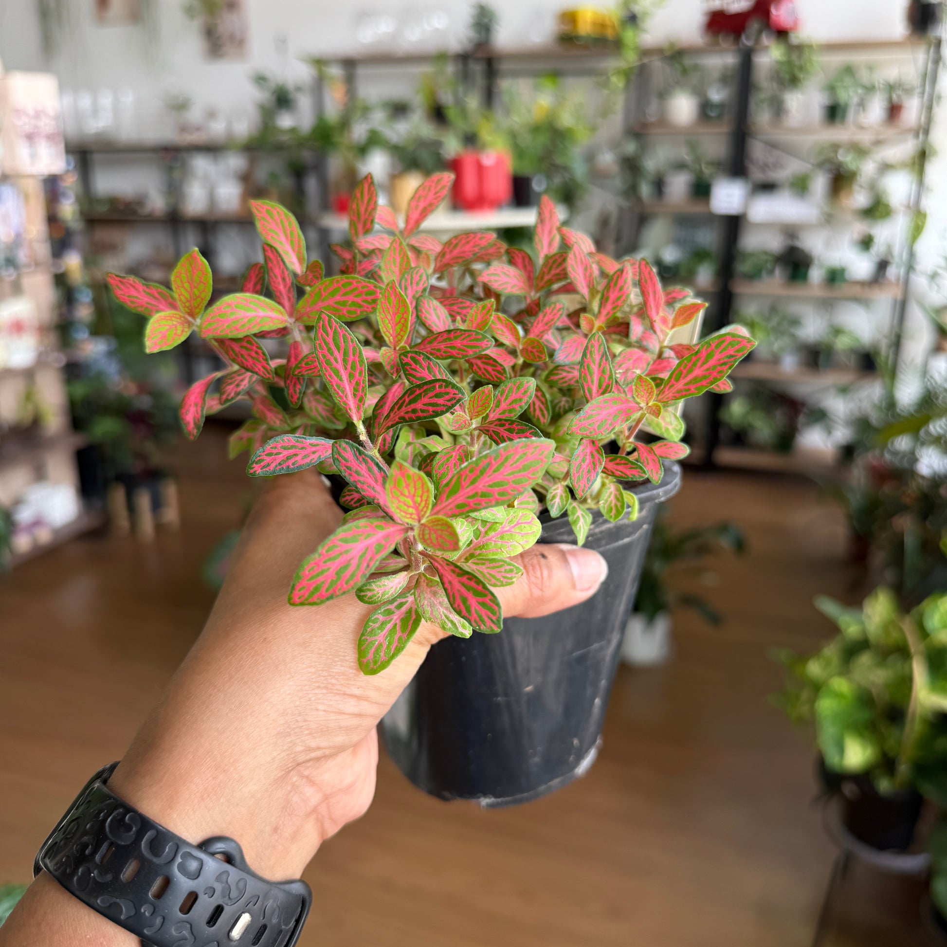 Fittonia Red Nerve Plant