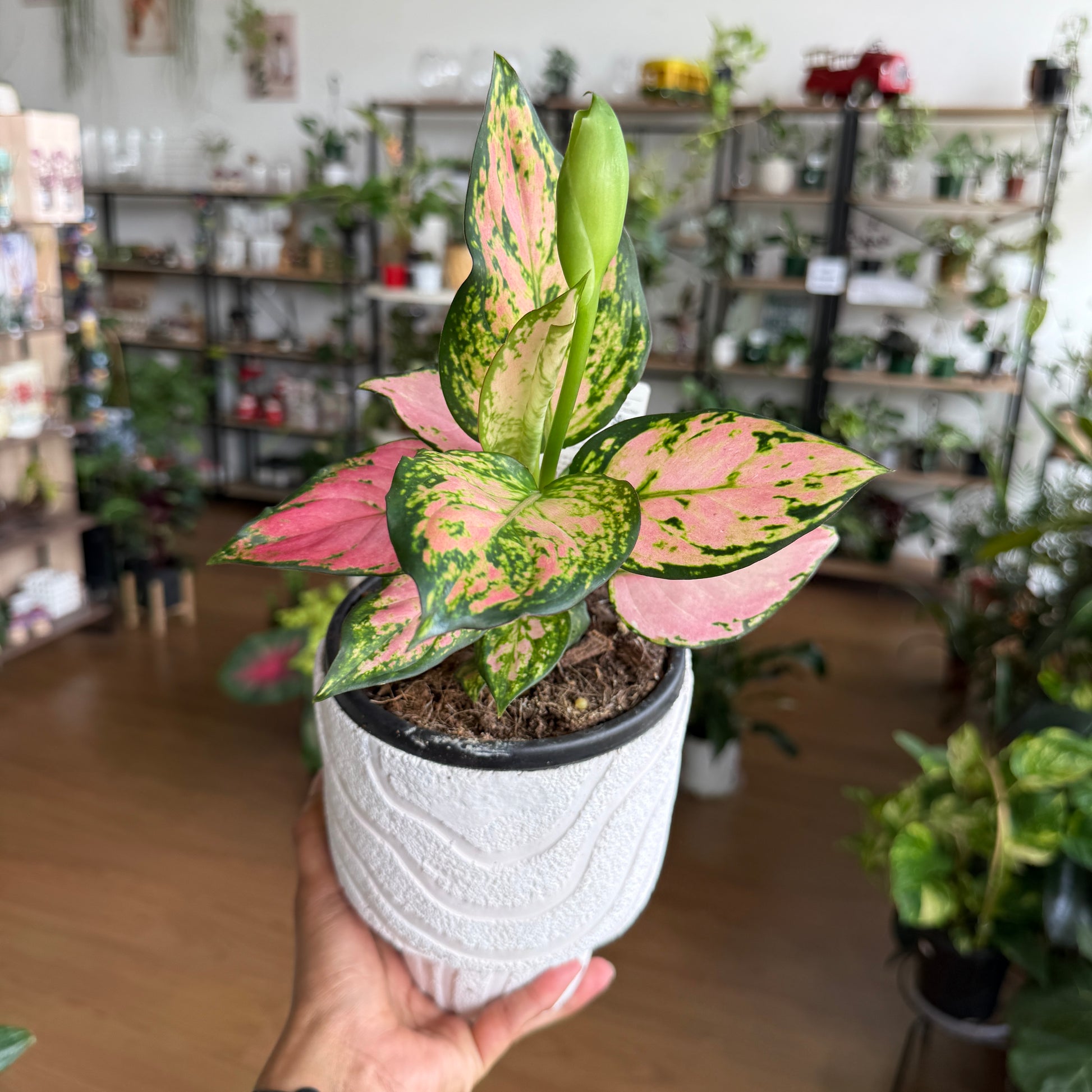 pink chinese evergreen aglaonema Aglaonema Plant | Chinese Evergreen