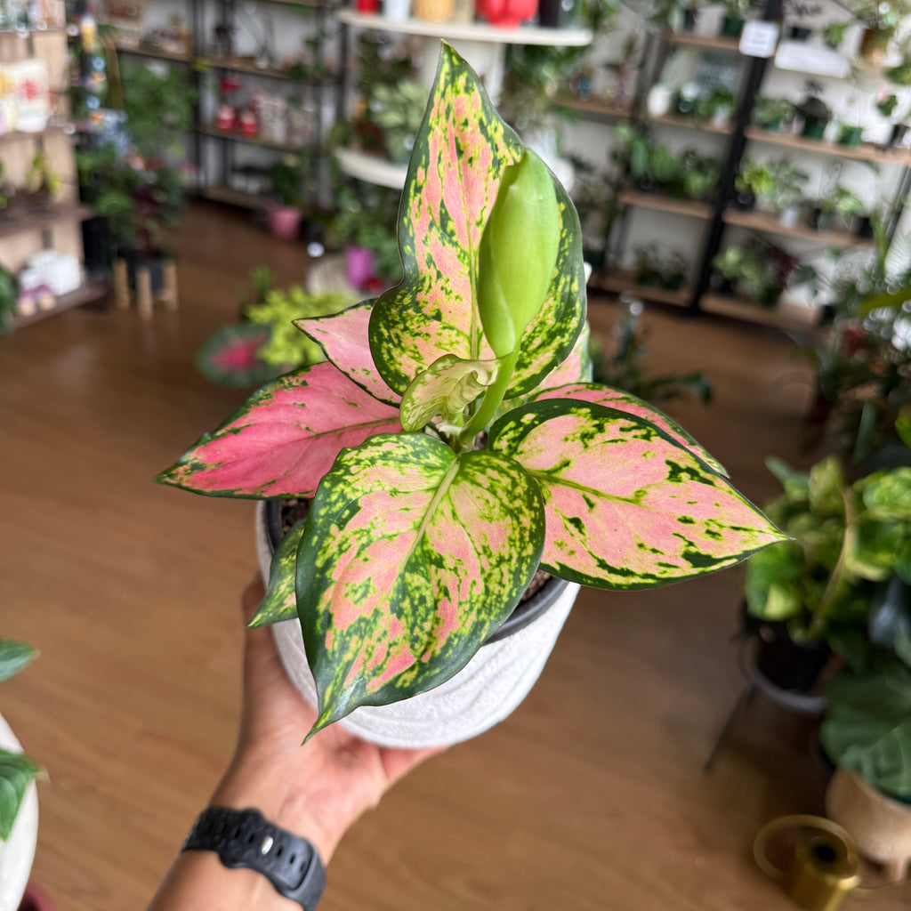 Aglaonema indoor plant with variegated green and silver leaves in a pot