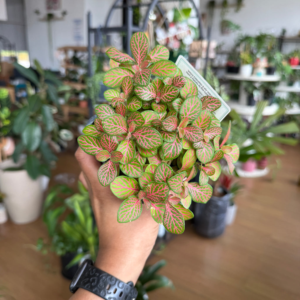 Fittonia nerve plant with green leaves and colourful pink or white veins in a pot