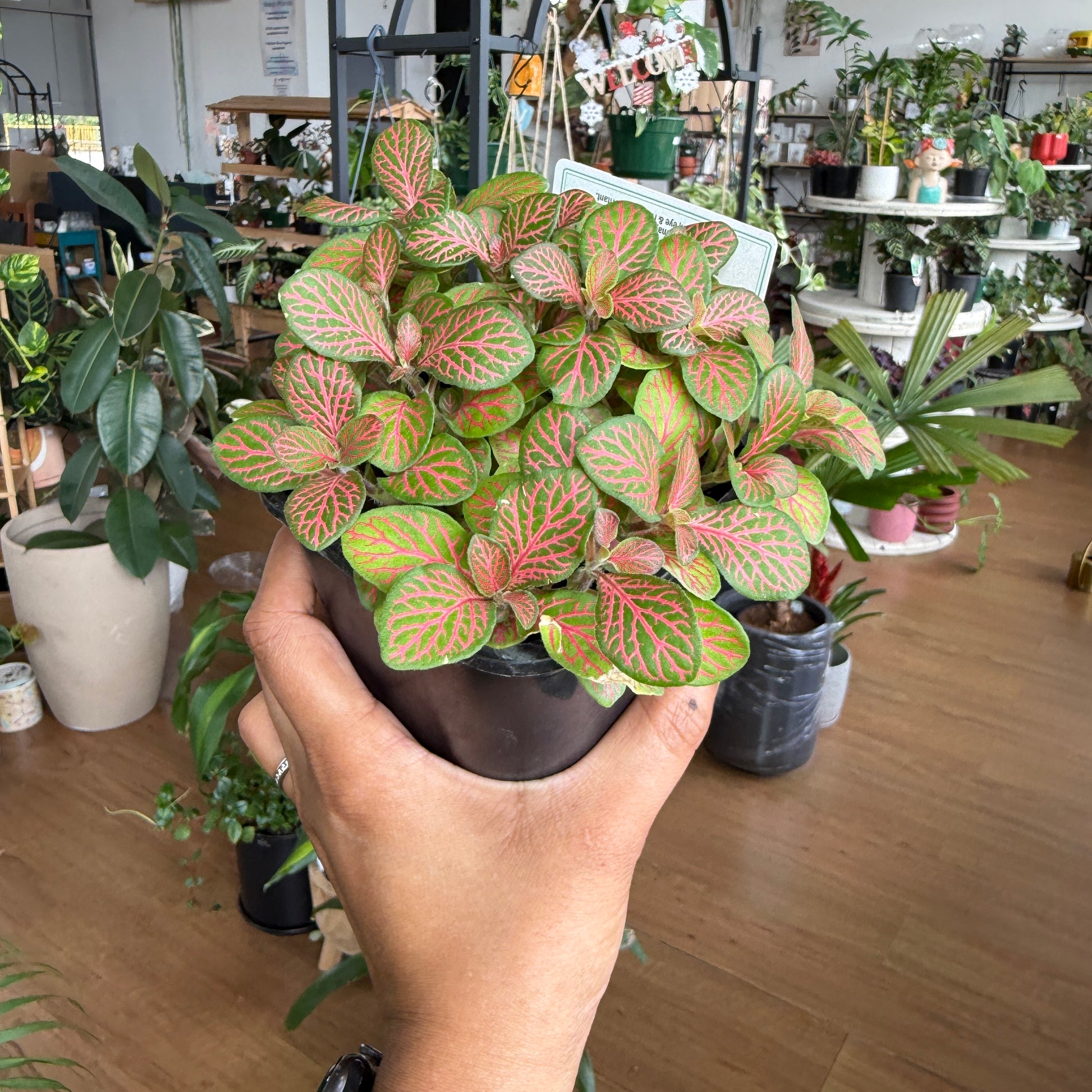 Fittonia Nerve Plant