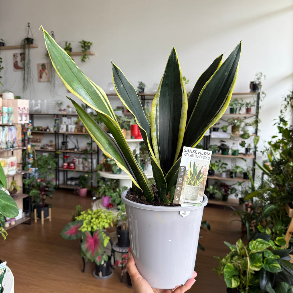 Sansevieria Superba Gold indoor plant with upright green leaves and golden edges in a pot