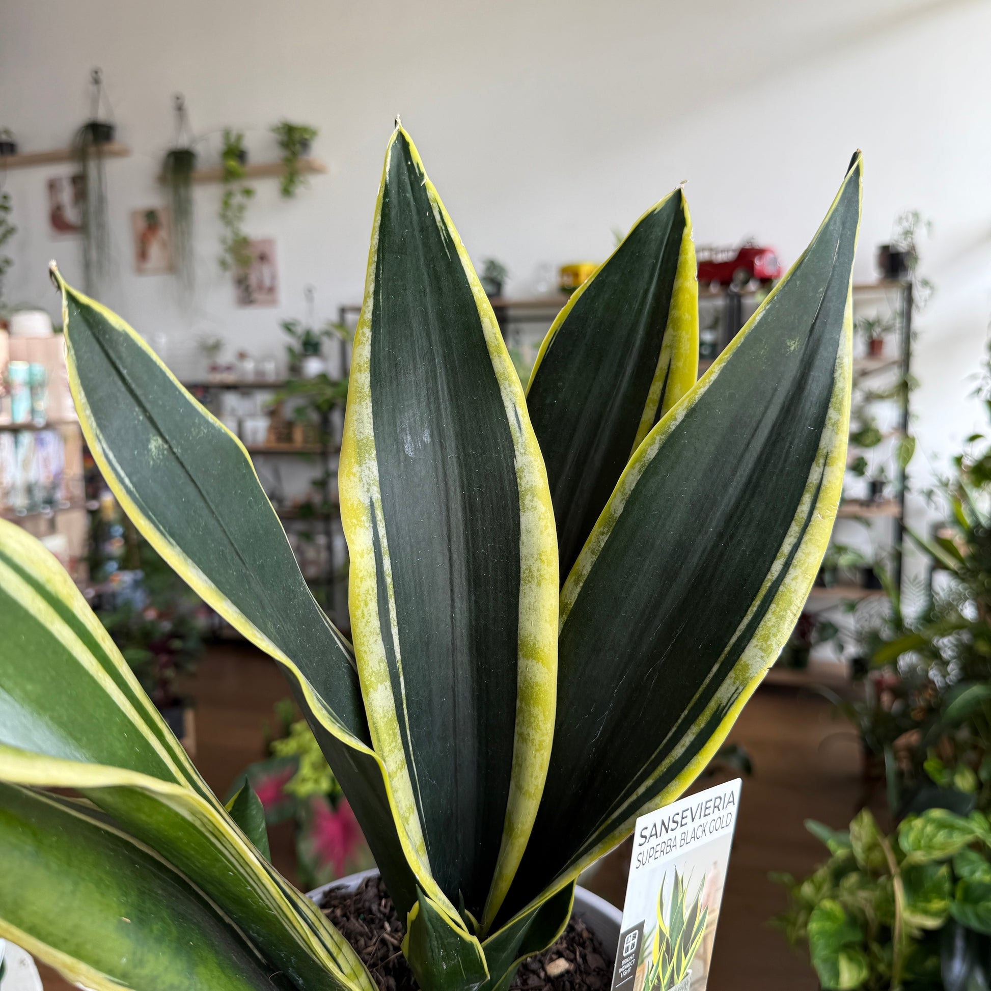 Sansevieria 'Superba Gold'