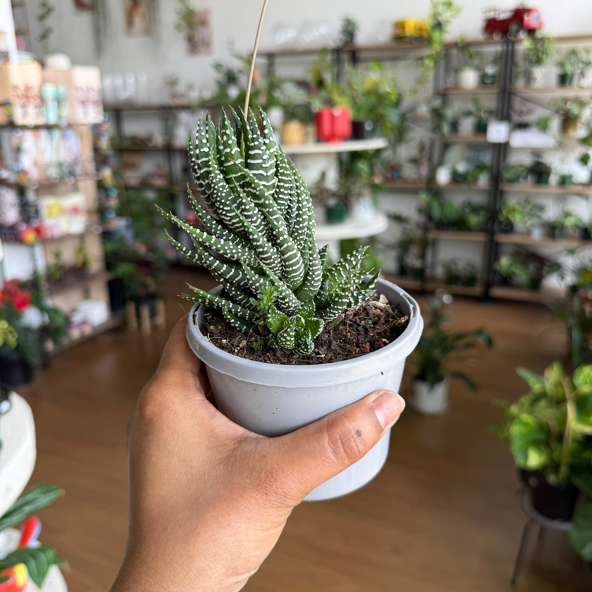 Haworthia 'Fatsia'
